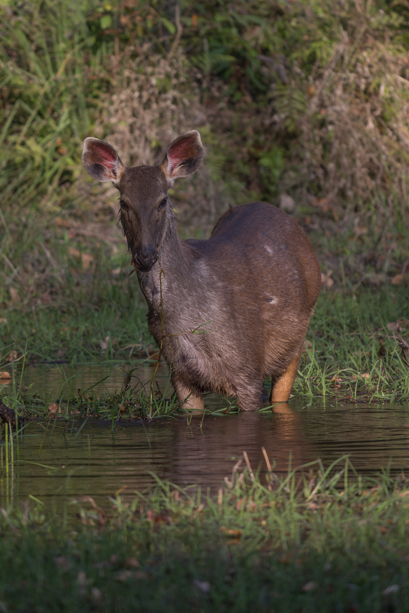 Sambar deer