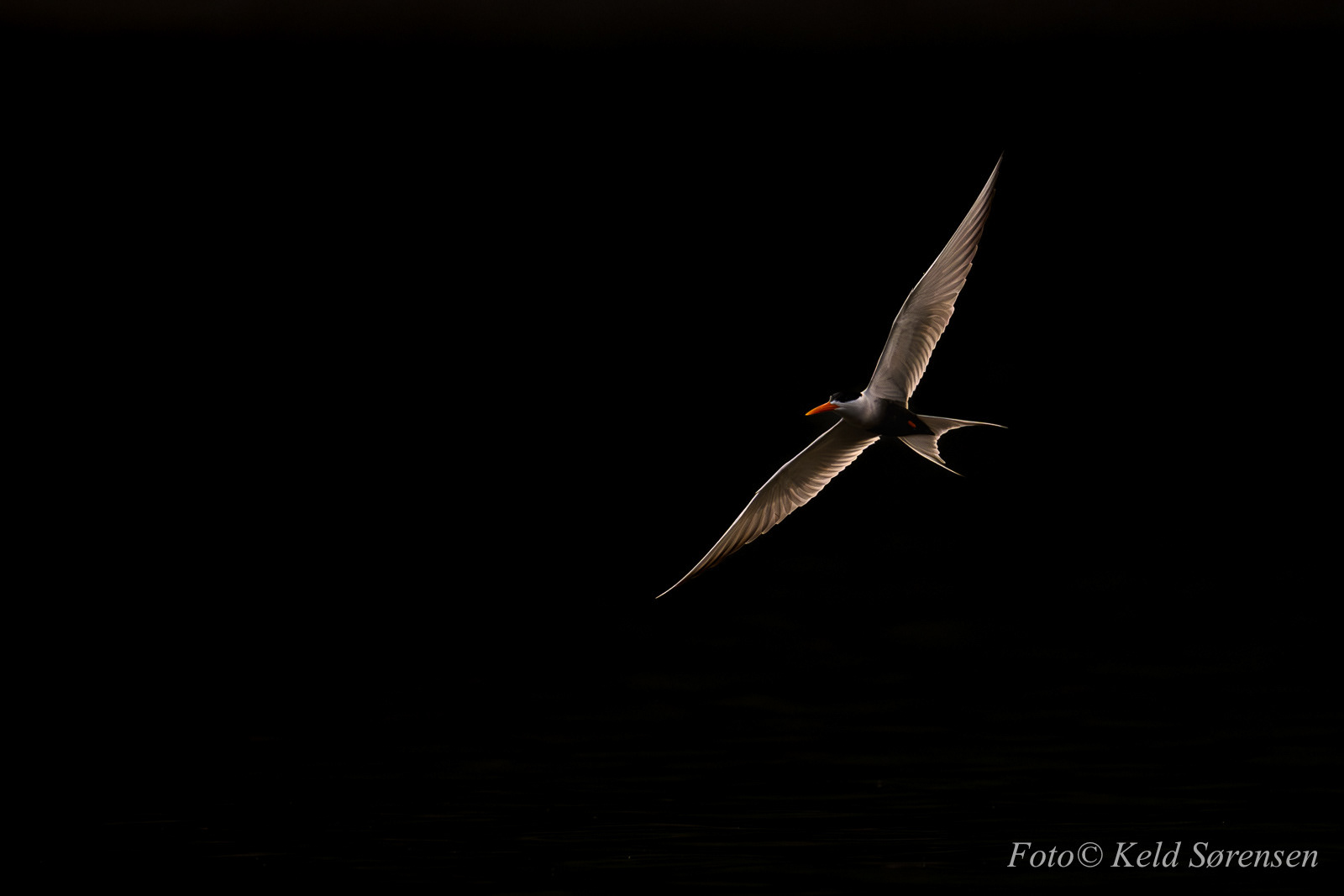 Black Bellied Tern