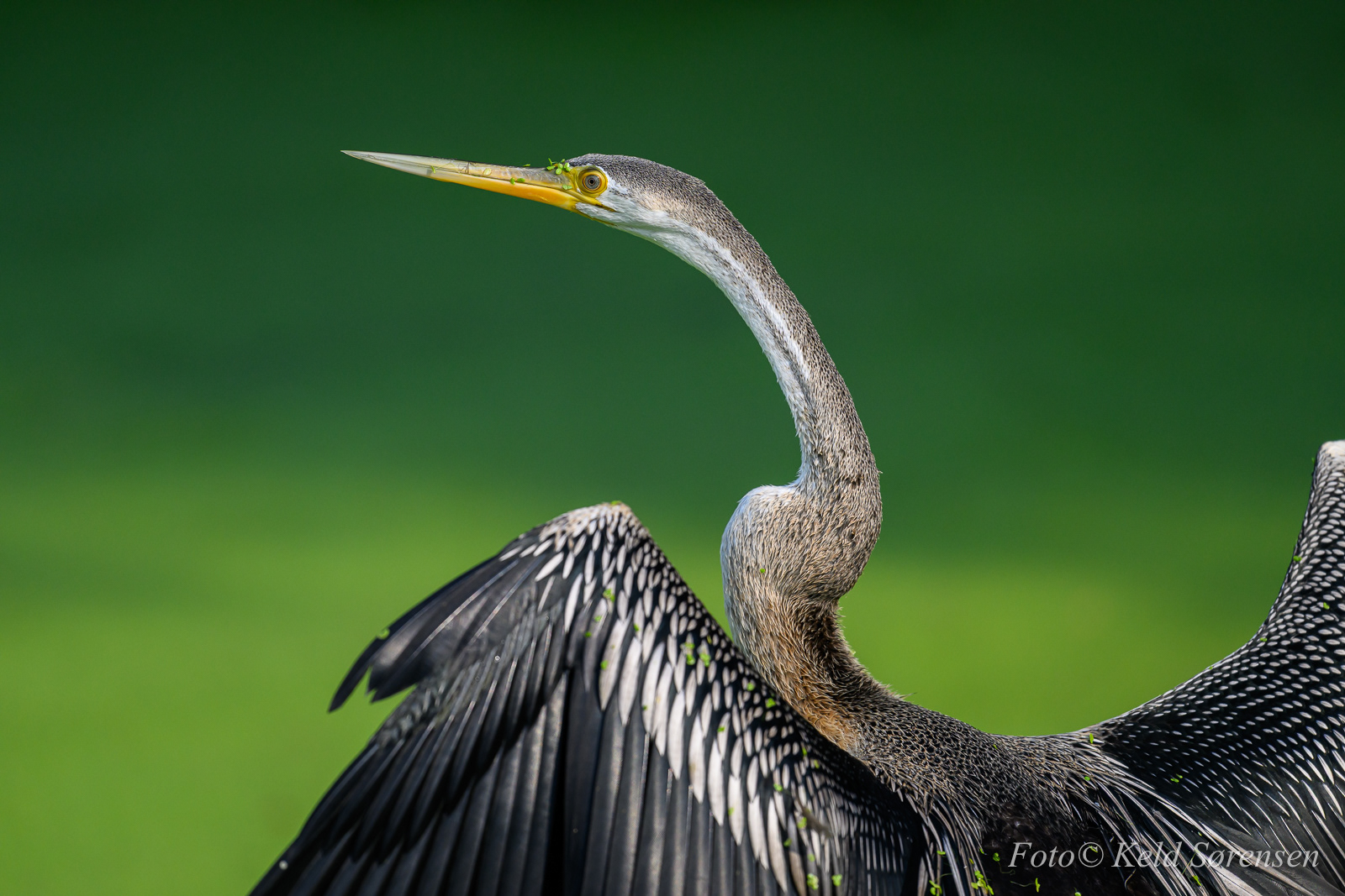 Oriental Darter