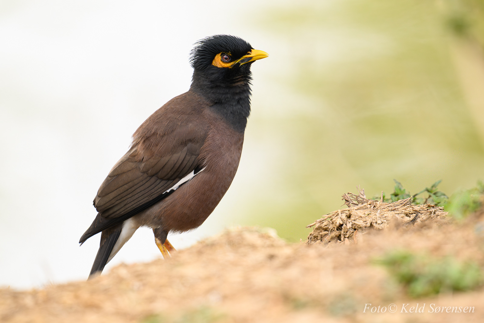 Common Myna