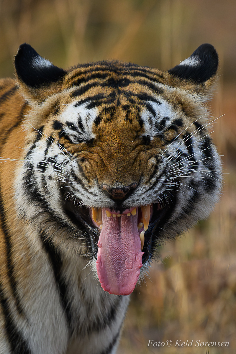 Flehmen Response