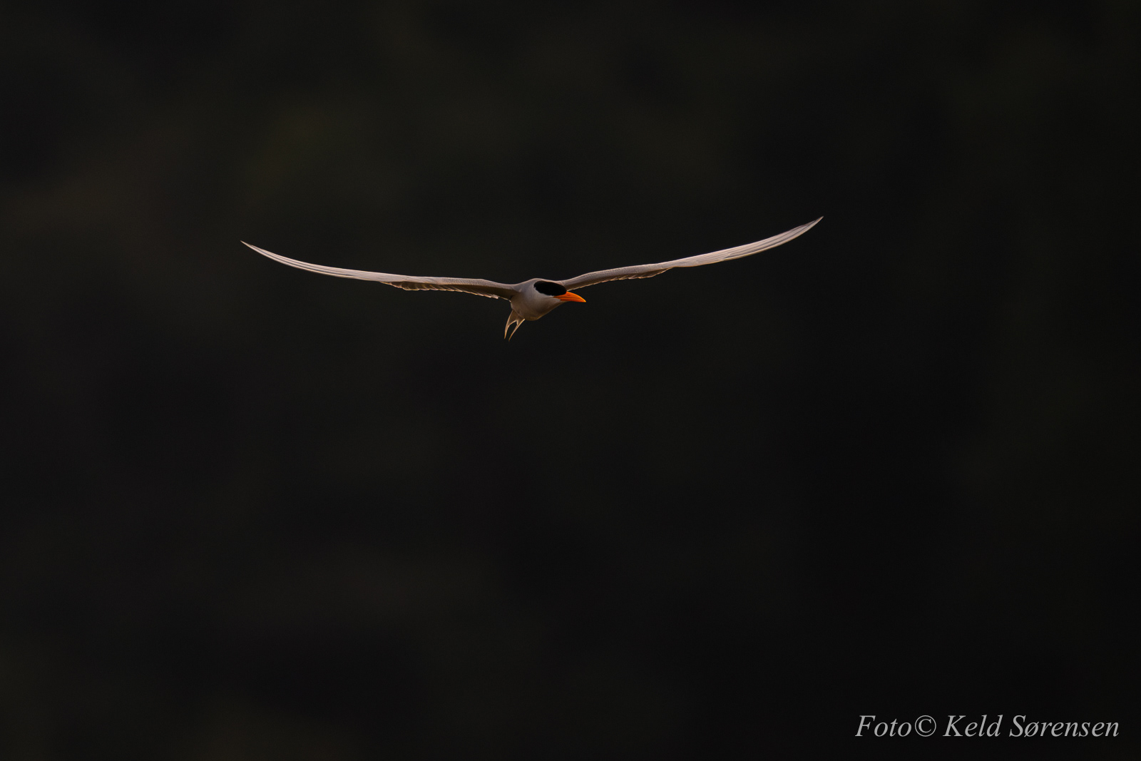 River Tern