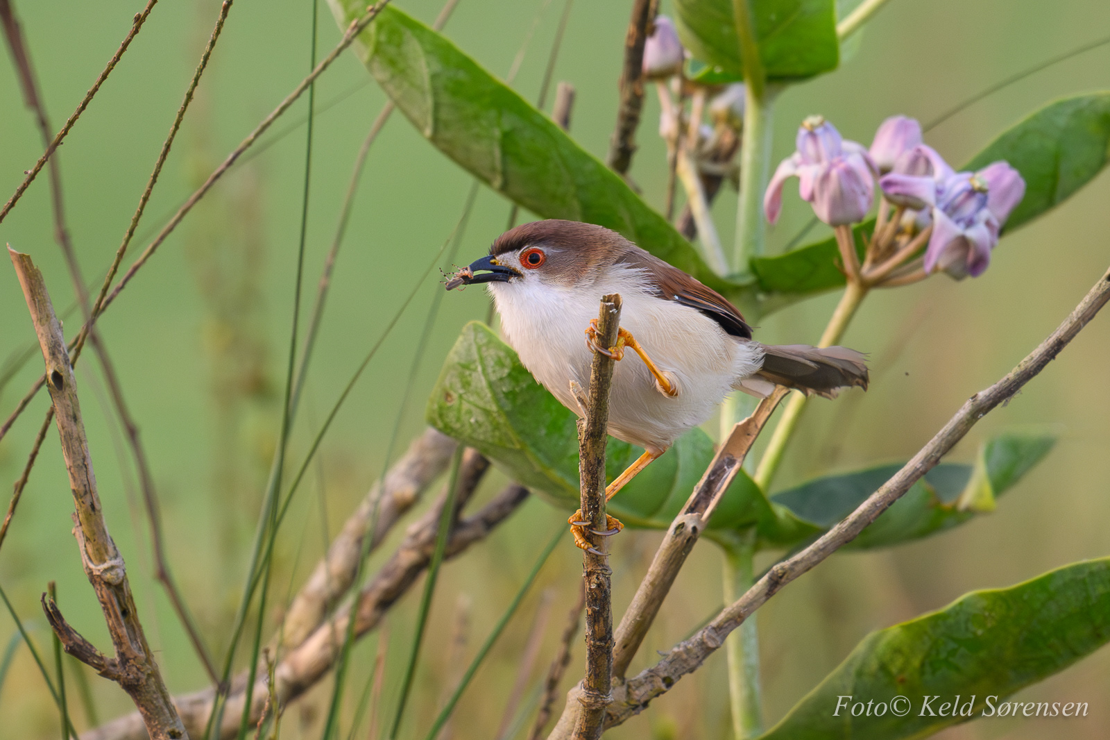 Yellow Eyed Babbler