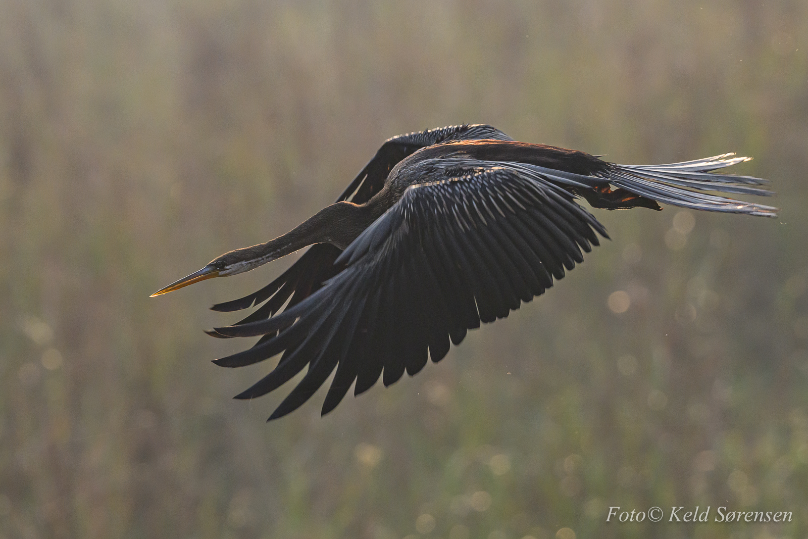 Oriental Darter