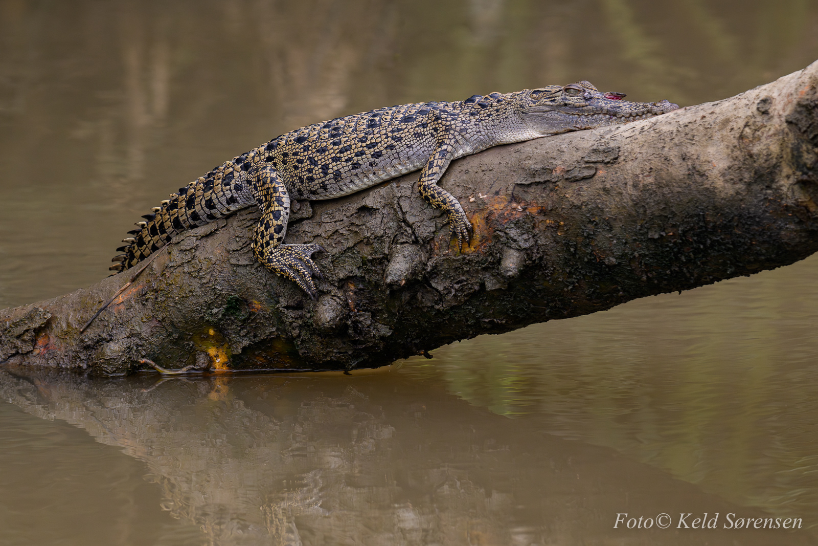 Salt Water Crocodile