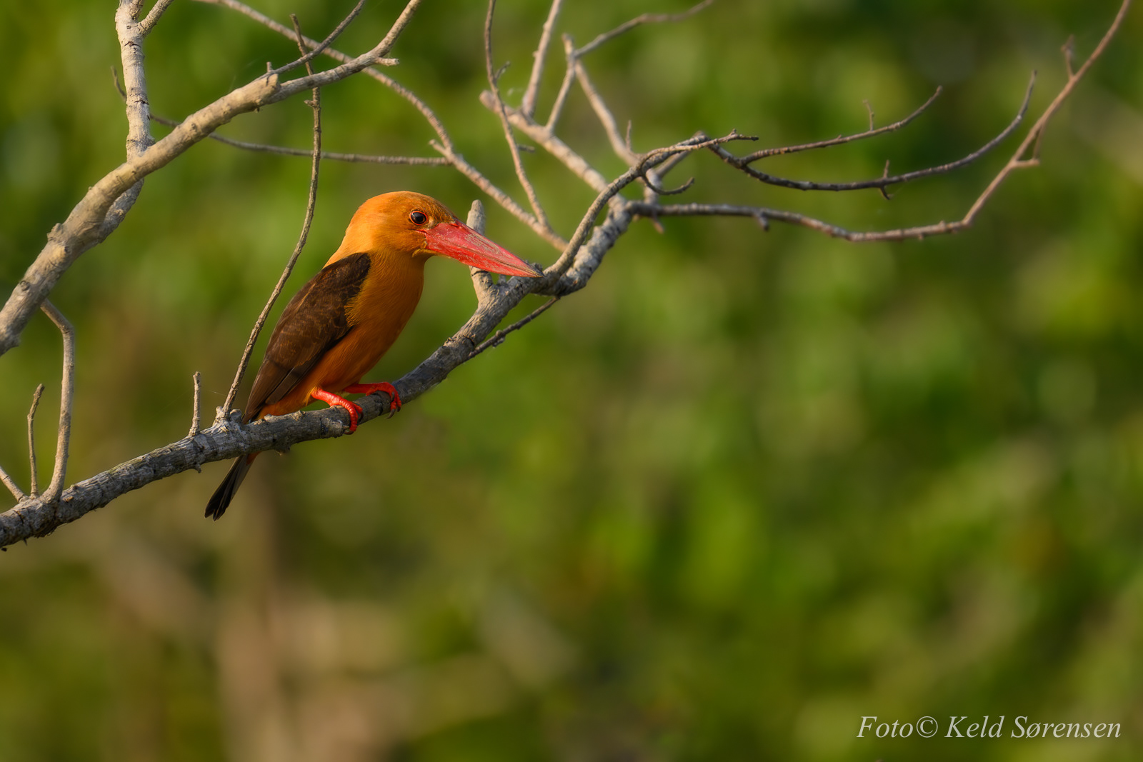 Brown Winged Kingfisher