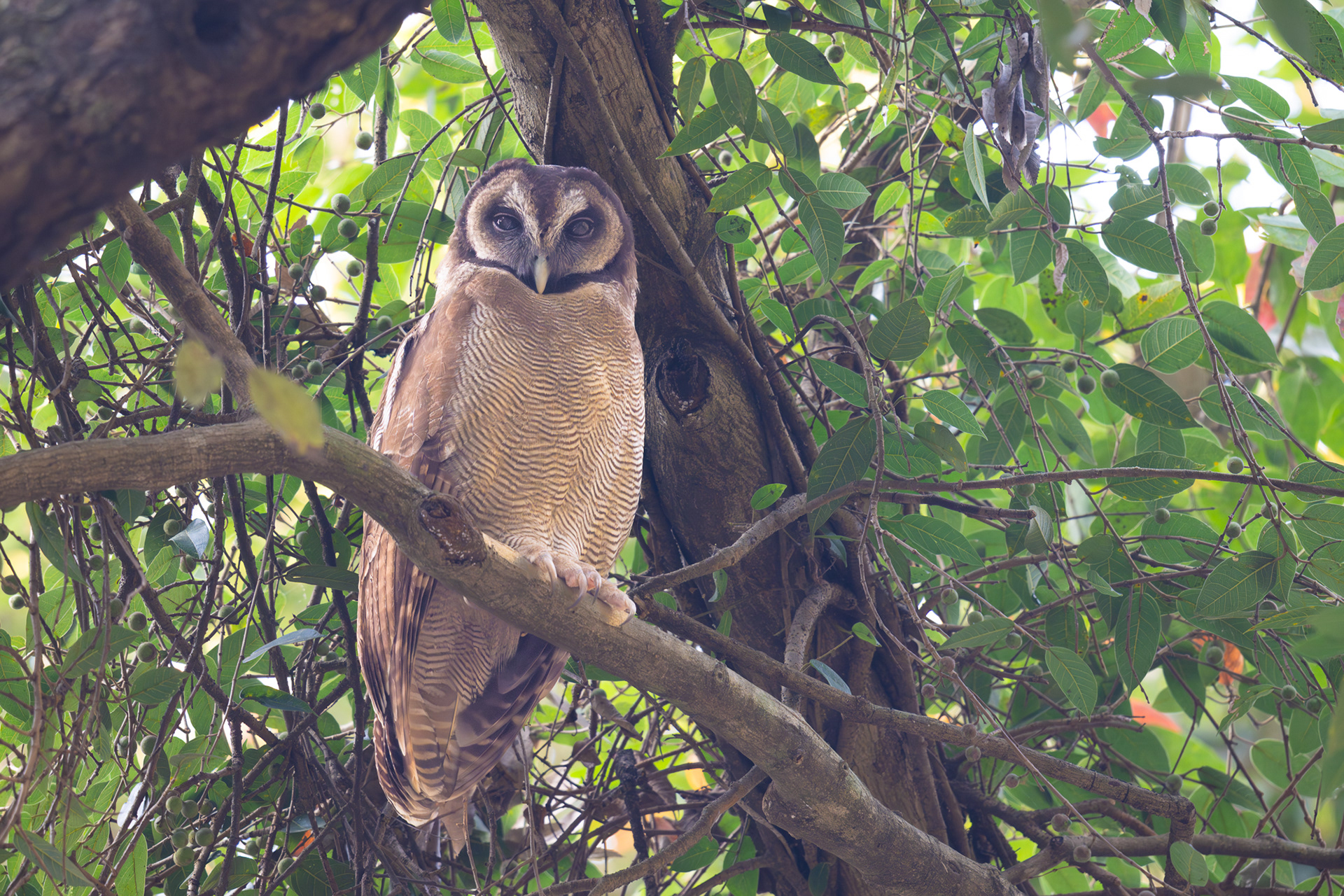 Brown Wood Owl