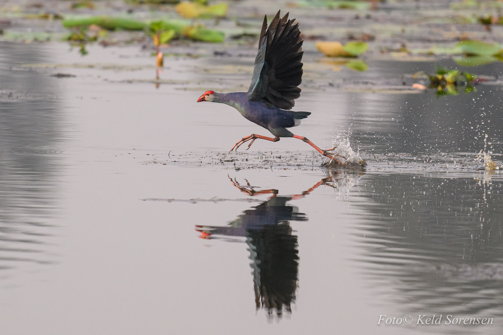 Purple Swamphen