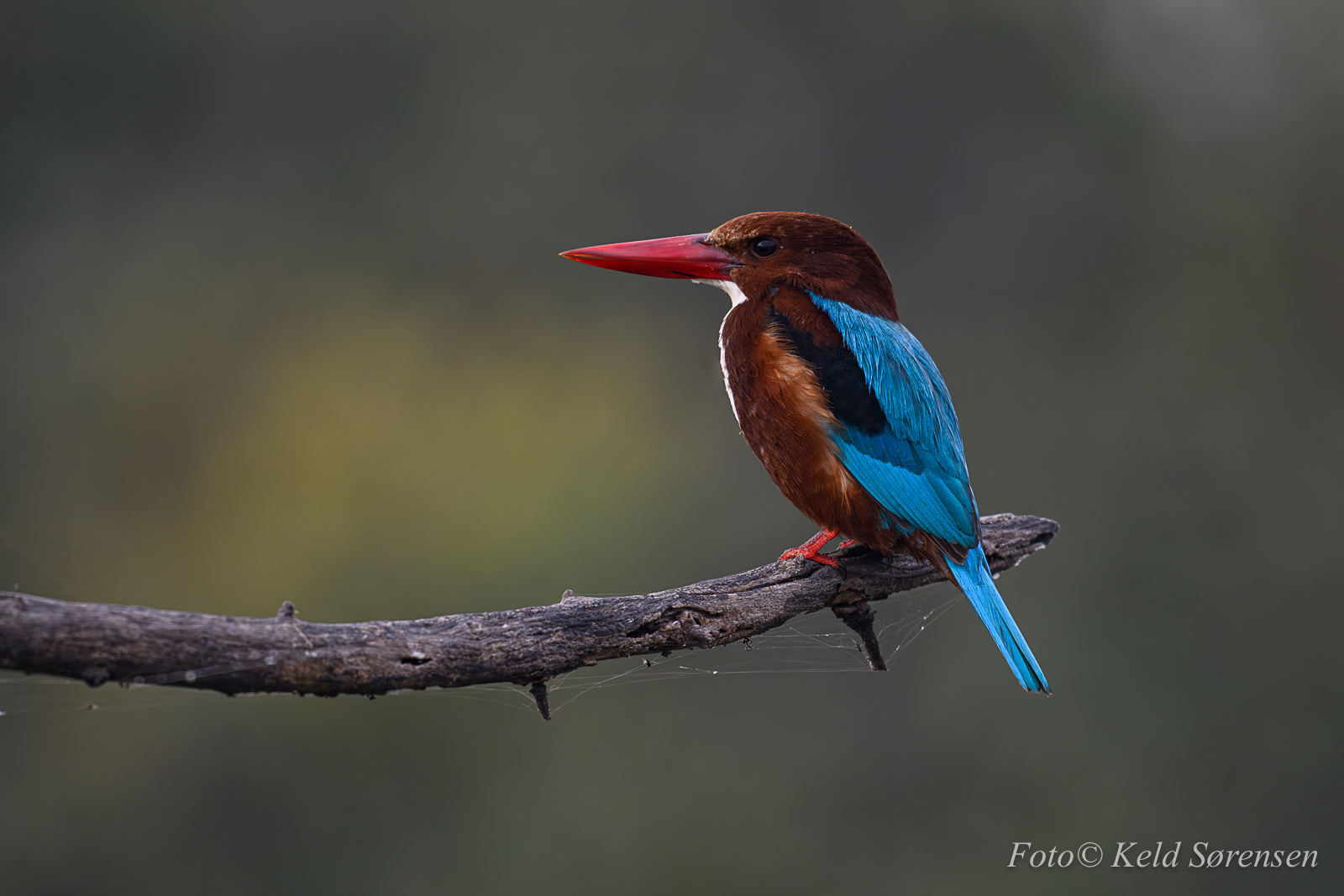 White Throated Kingfisher