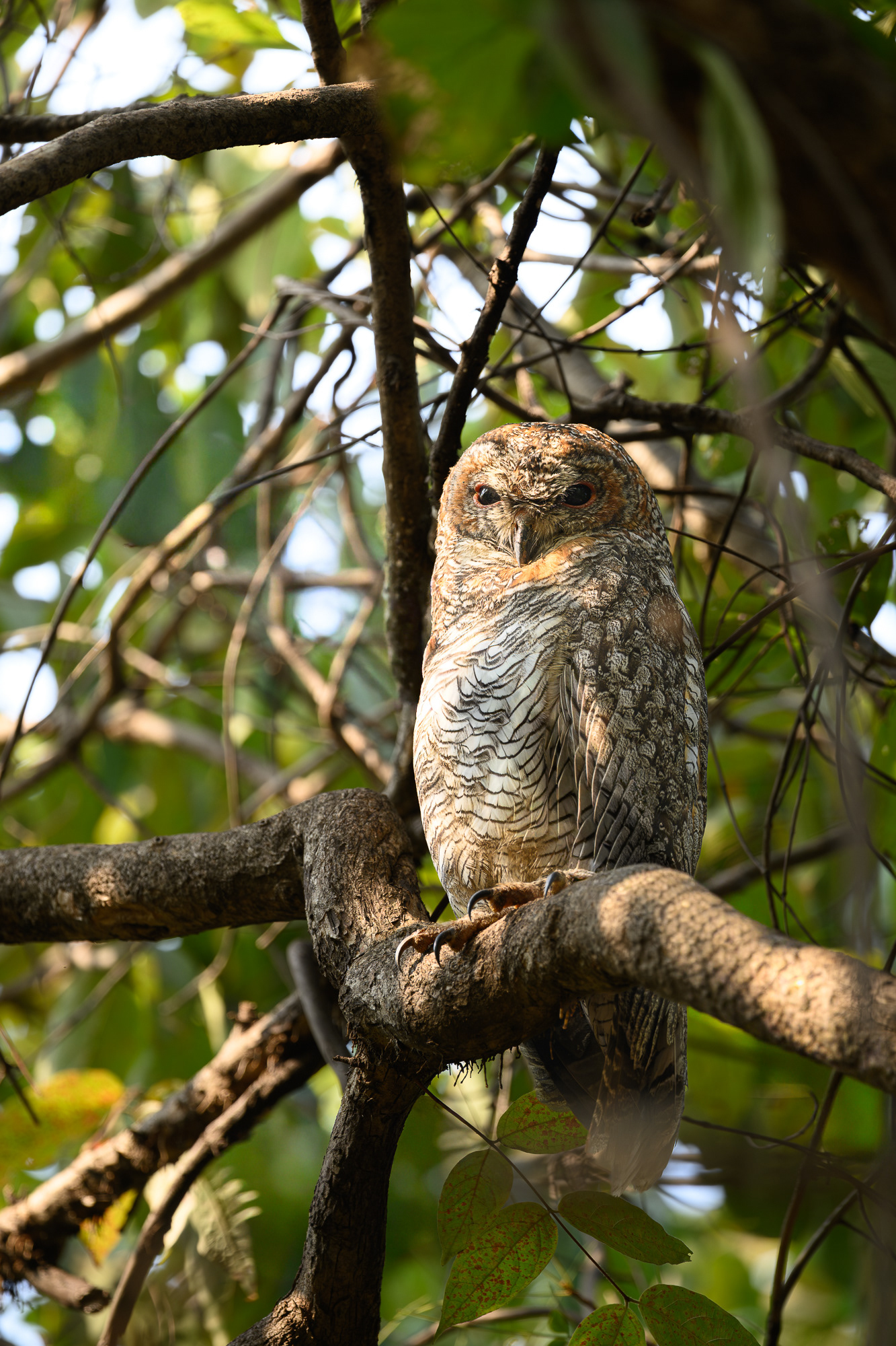Mottled Wood Owl