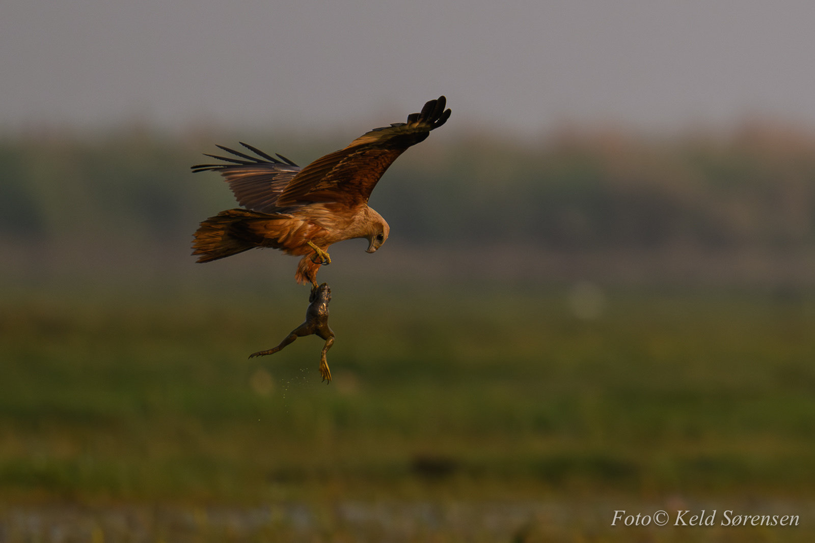 Brahminy Kite