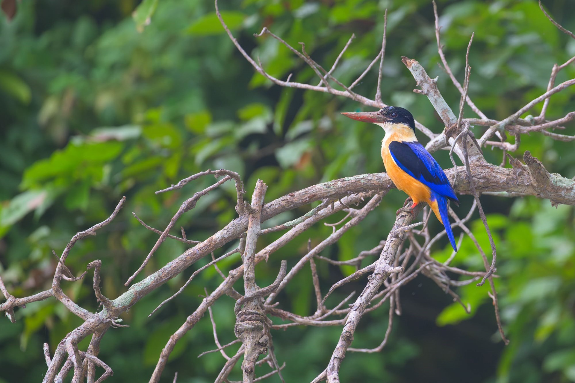 Black Capped Kingfisher