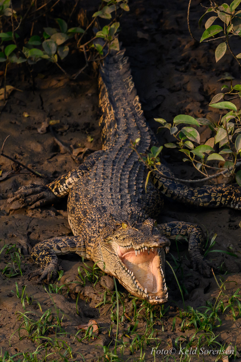 Salt Water Crocodile