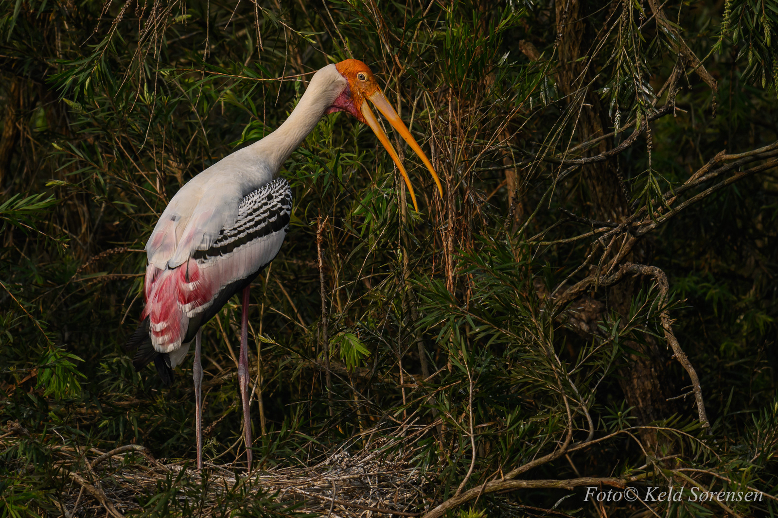 Painted Stork