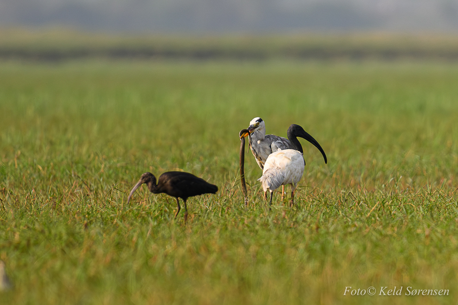 Grey Heron with Water Snake kill