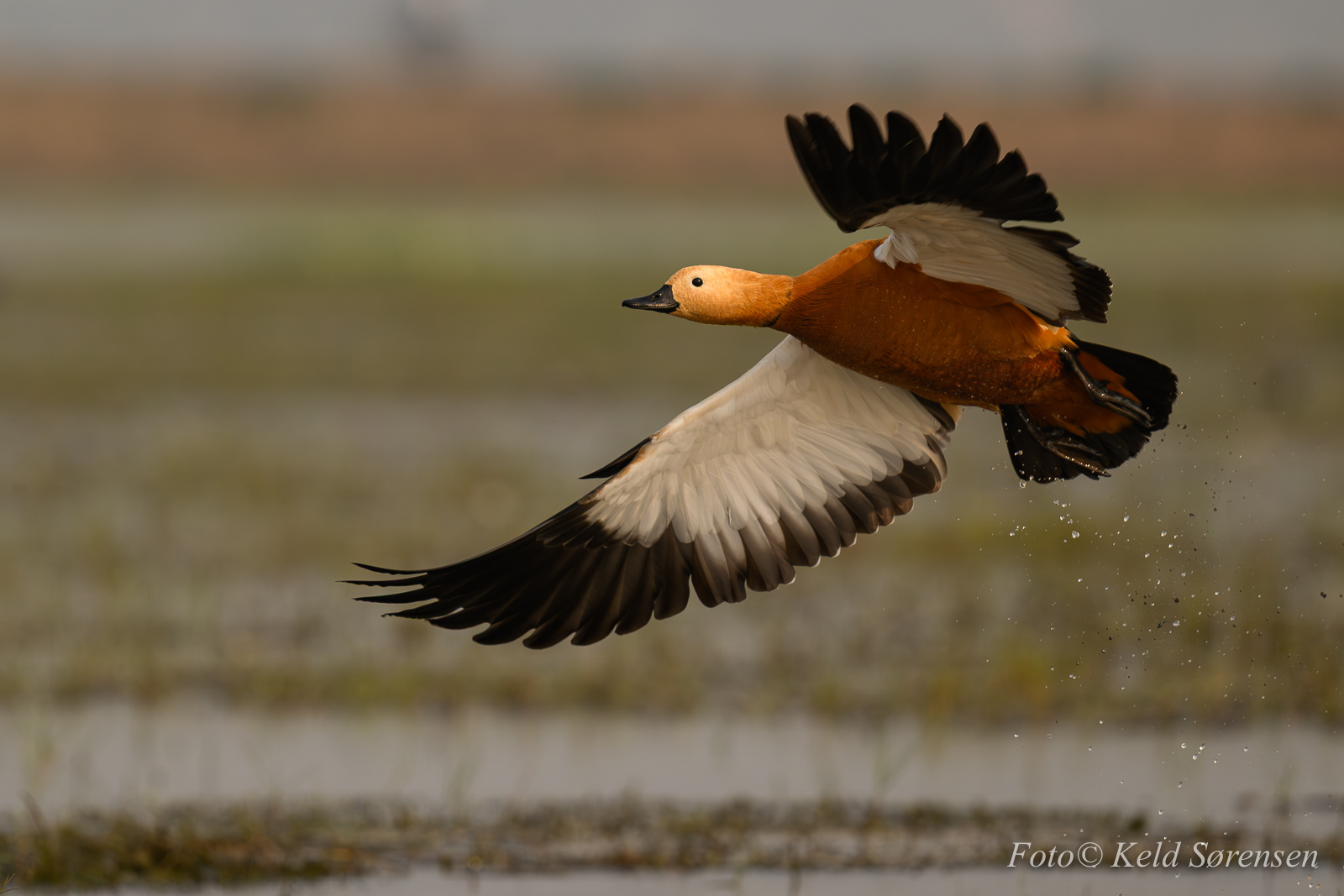 Ruddy Shelduck