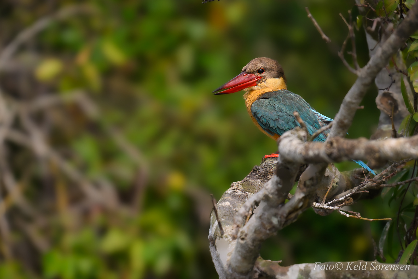 Stork Billed Kingfisher