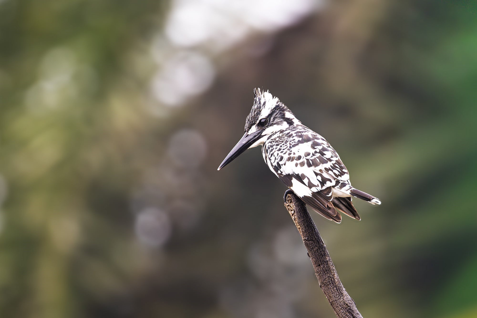 Pied Kingfisher