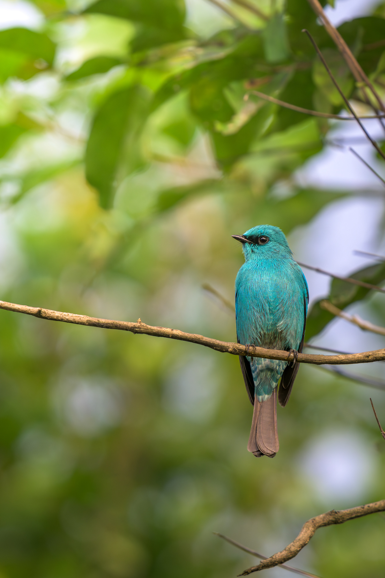 Verditer Flycatcher