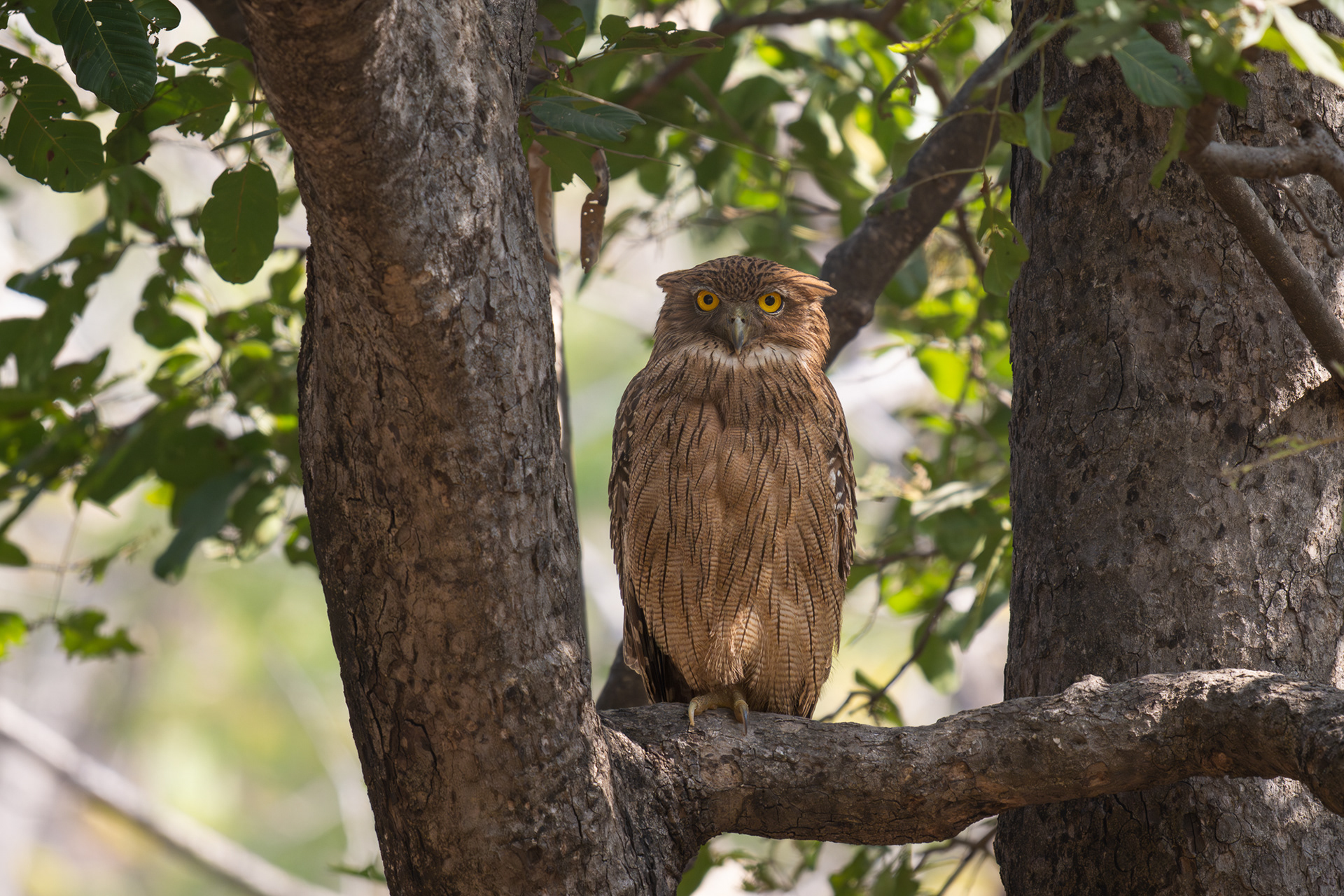Brown Fish Owl