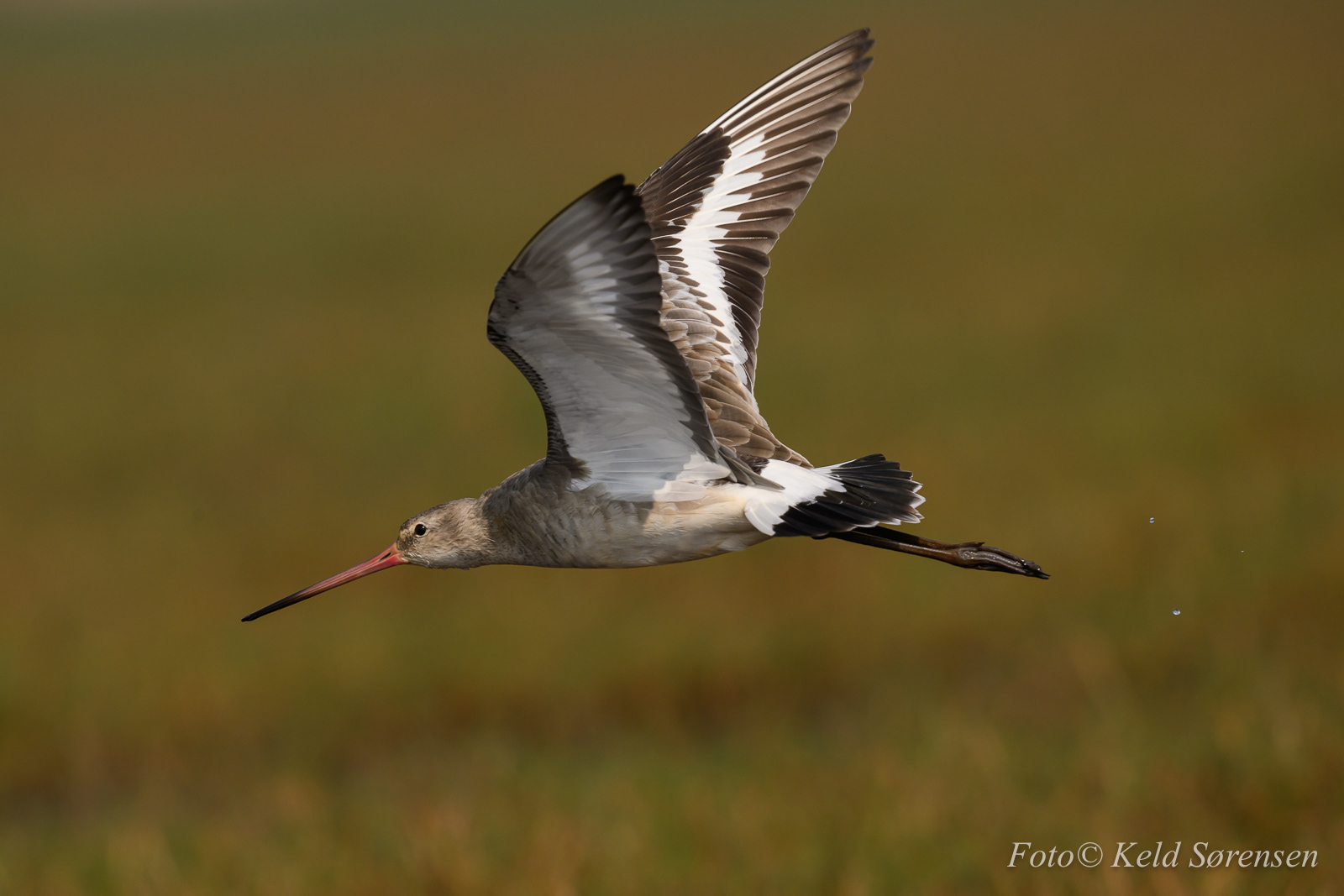Black-tailed Godwit