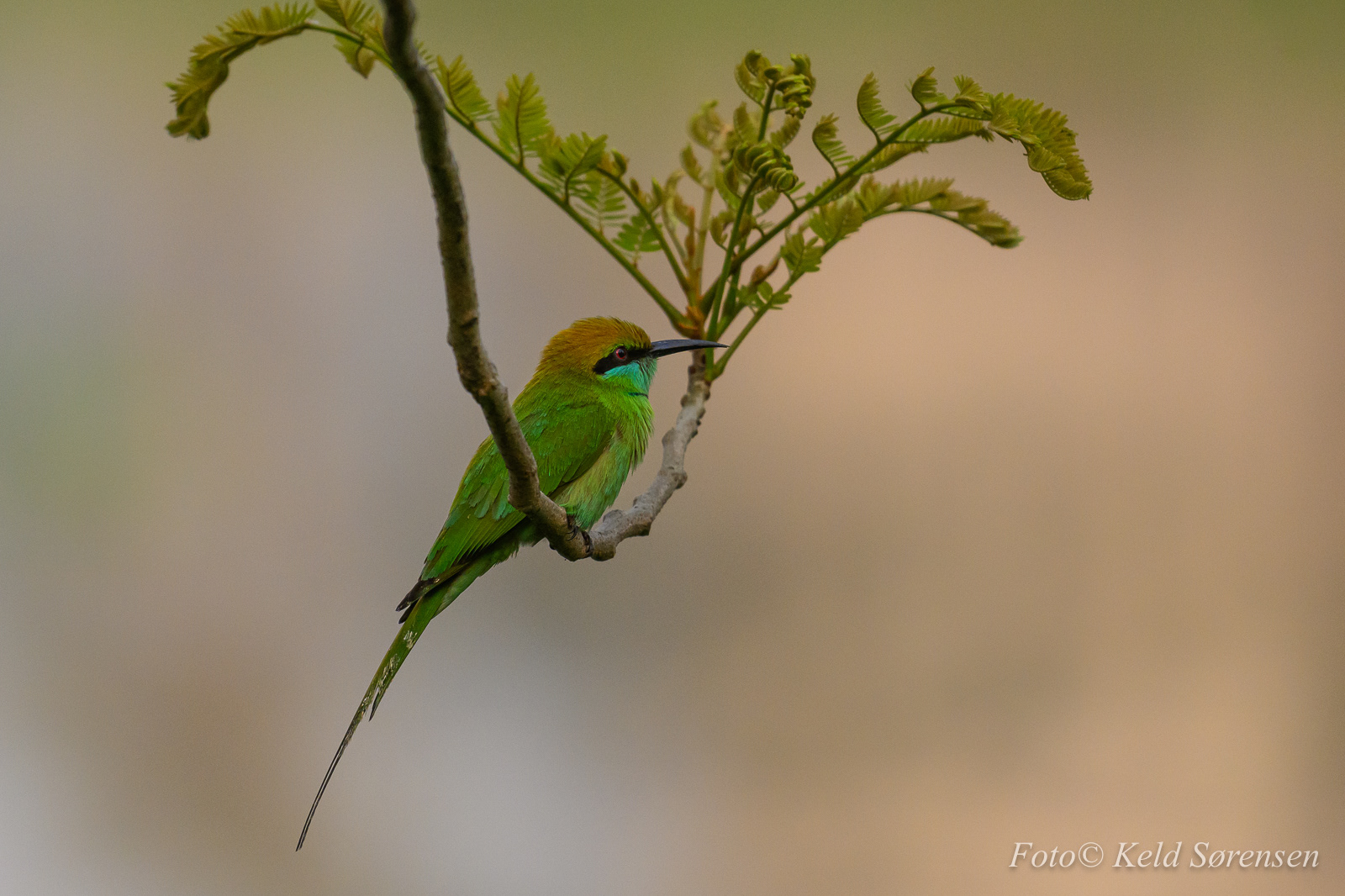 Asian Green Bee Eater