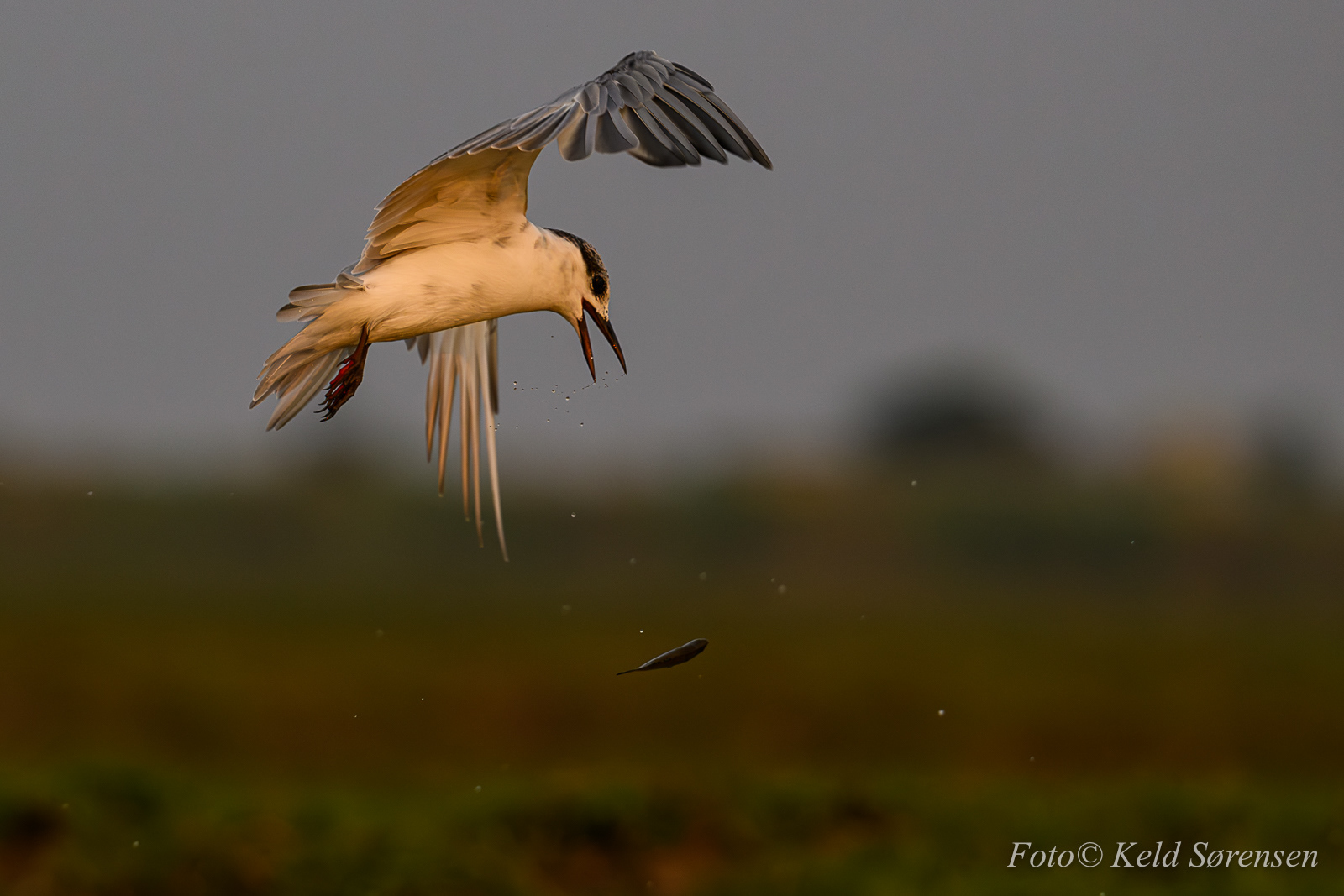 Whiskered Tern