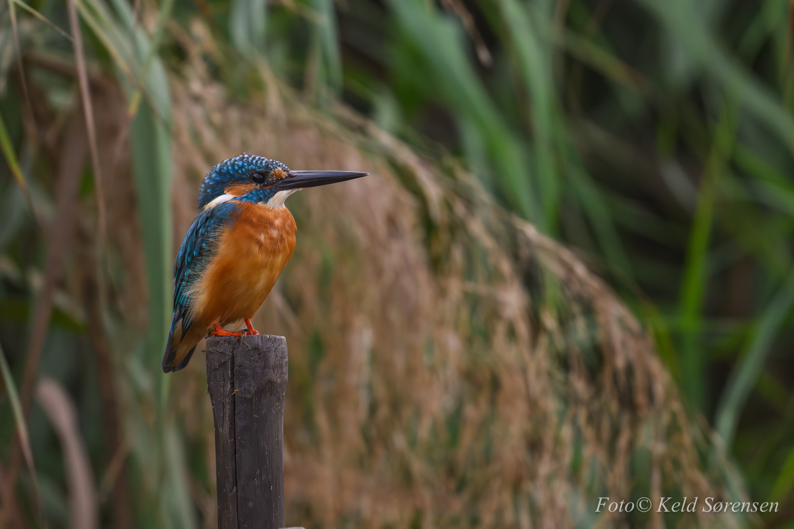 Common Kingfisher