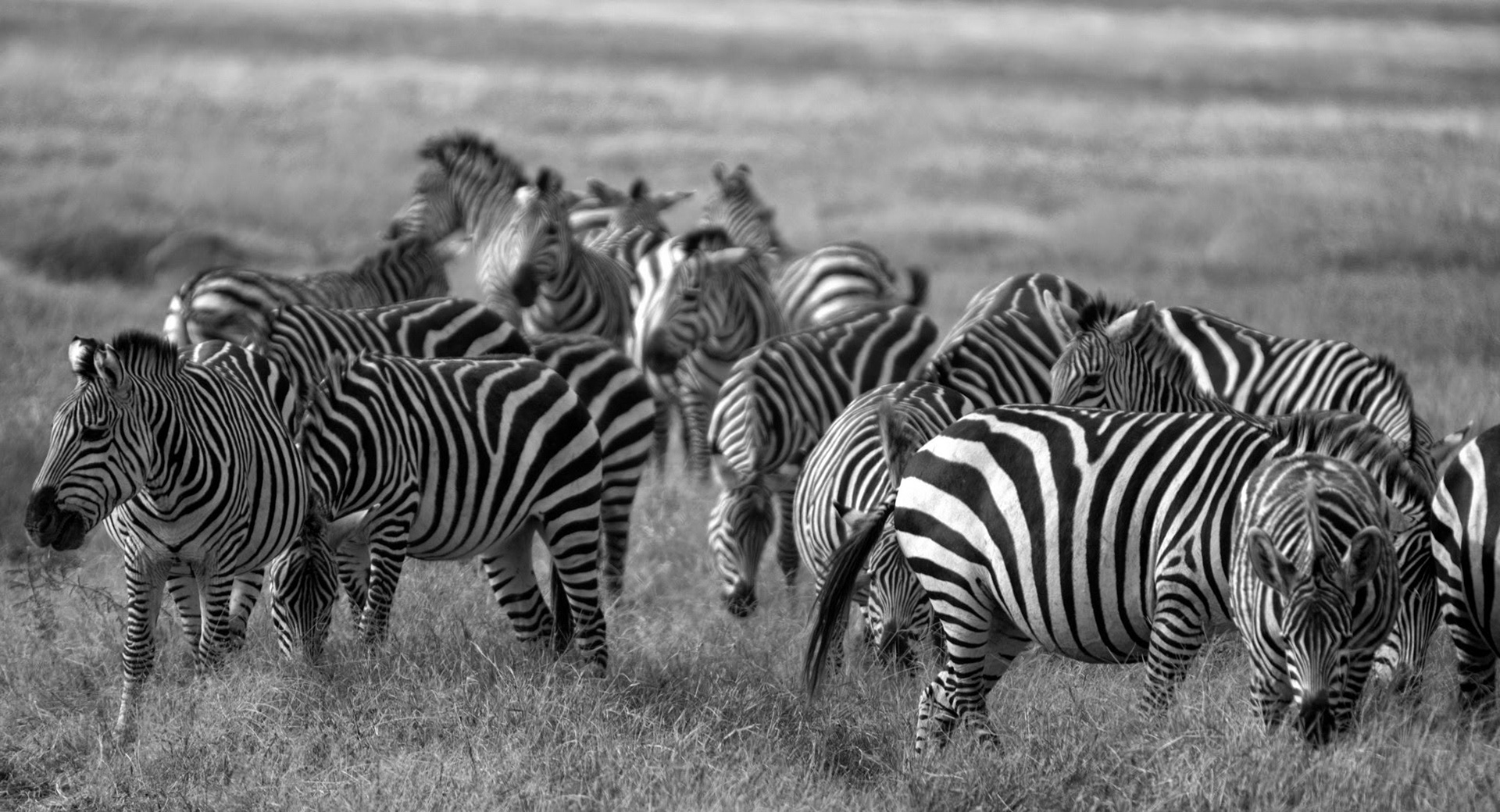 Serengeti, Tanzania