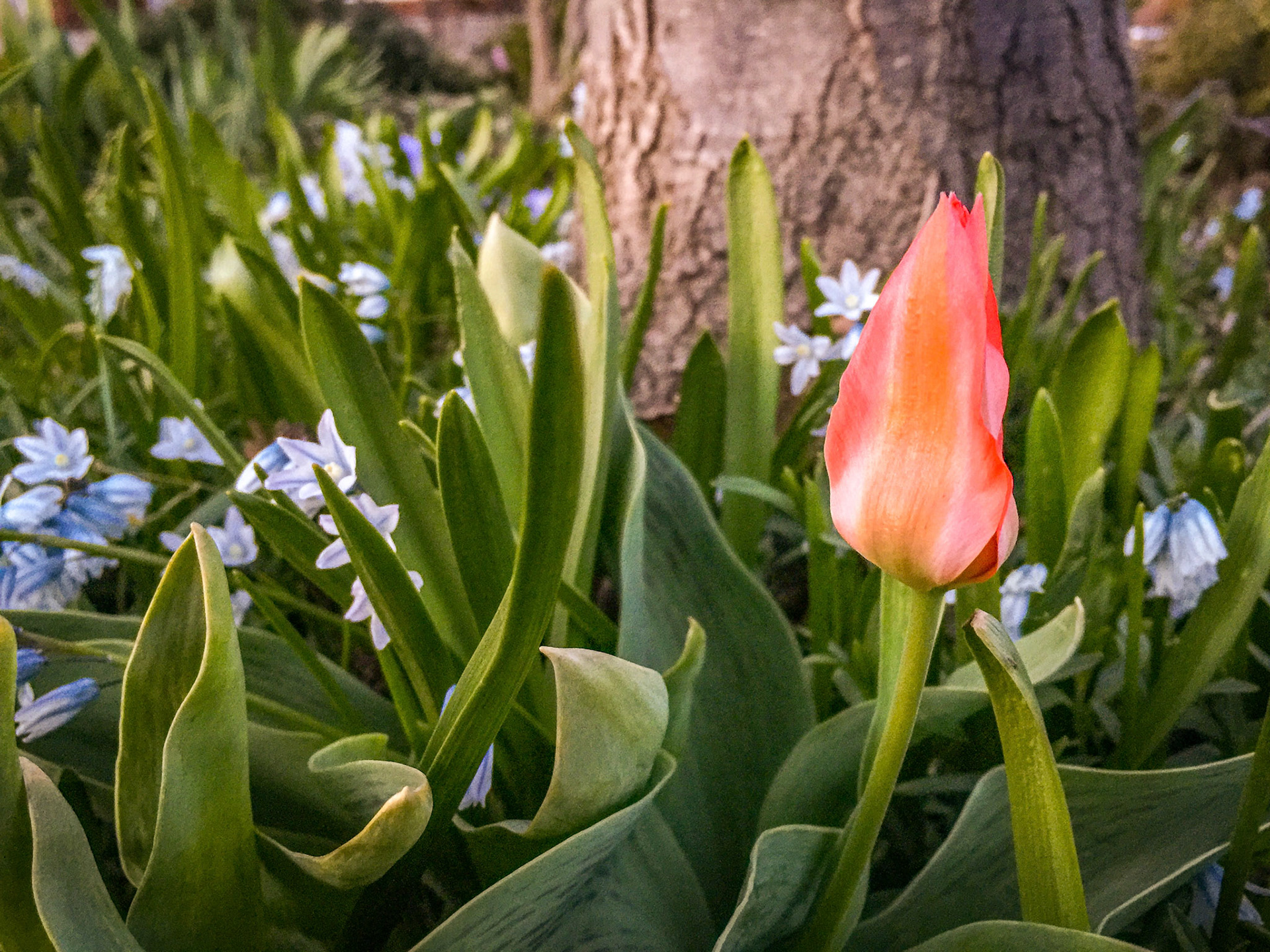 spring flowers