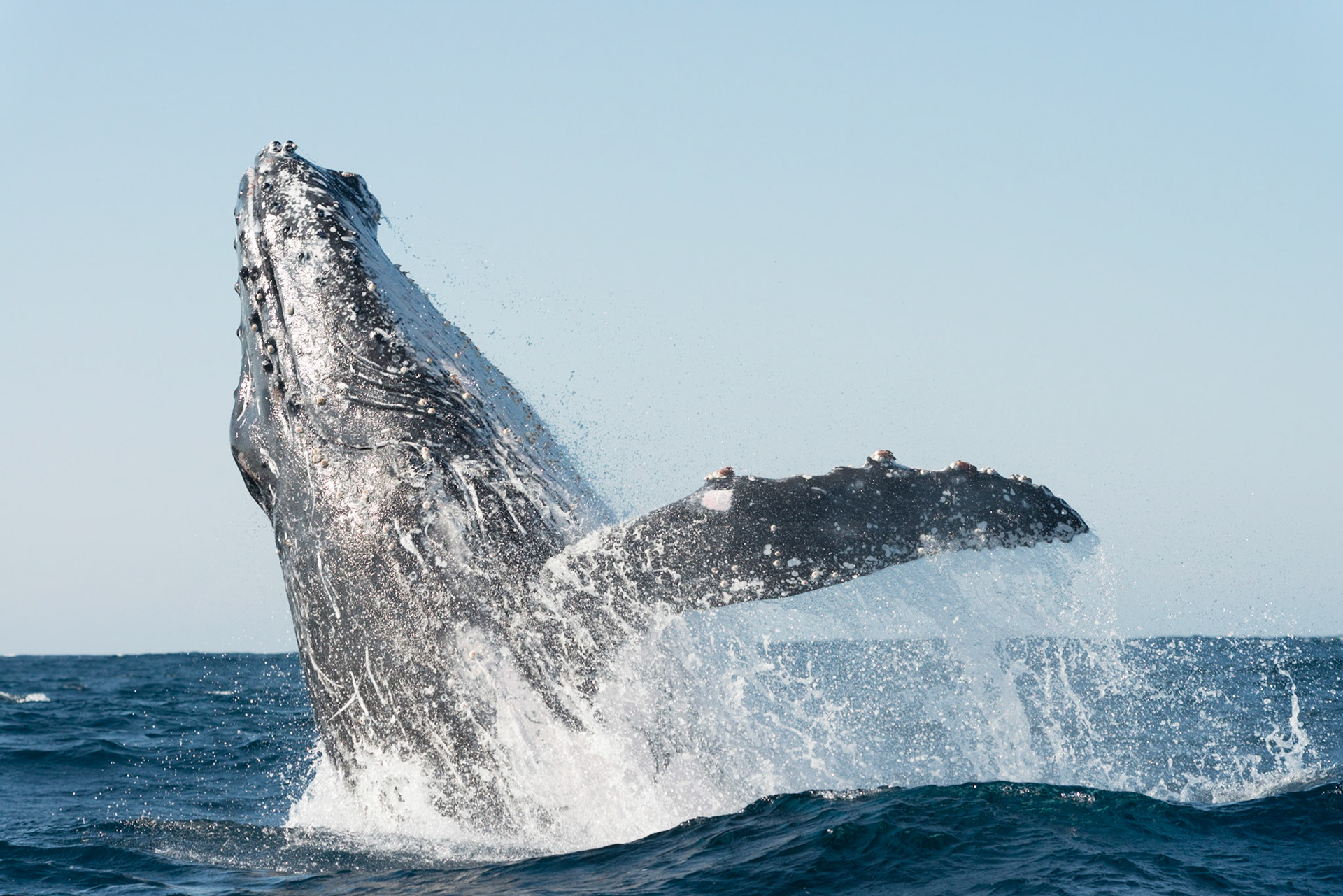 Breaching Humpback Whale, Port St Johns, Eastern Cape, South Africa