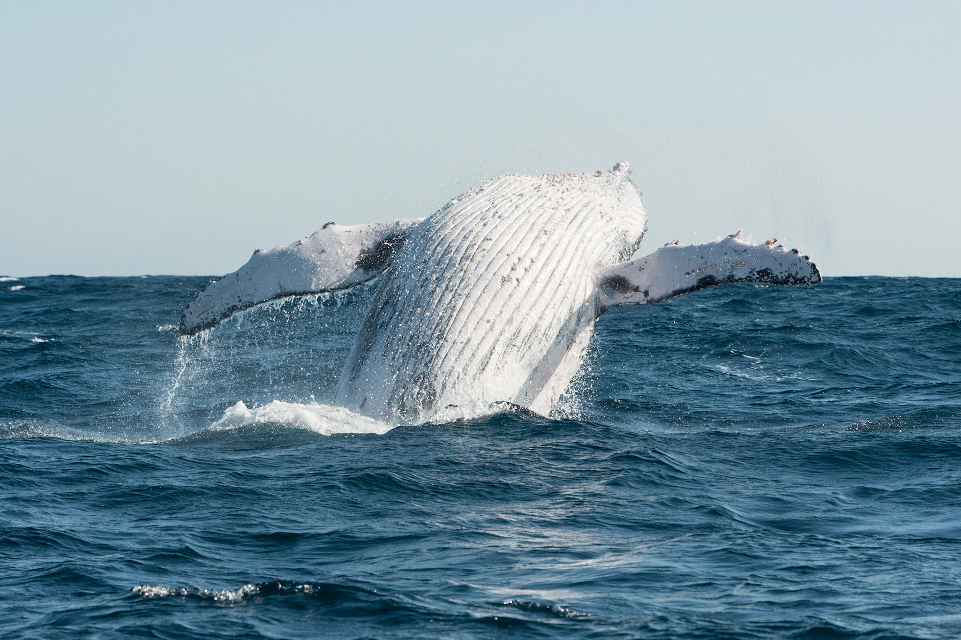 Humpback Whale Breach, Port St Johns, Eastern Cape, South Africa
