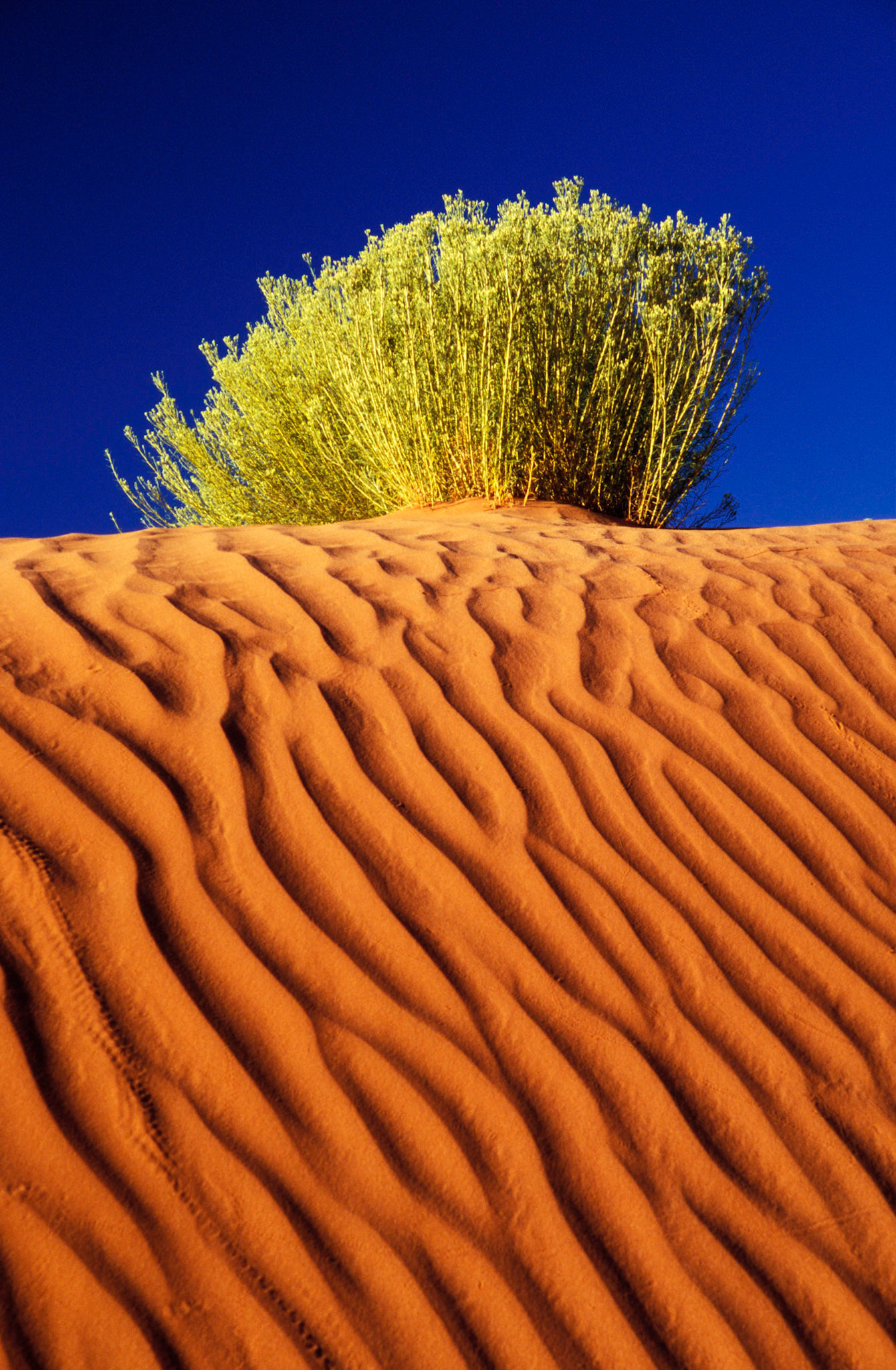 Sand Dunes With Brush, Monument Valley, Arizona / Utah