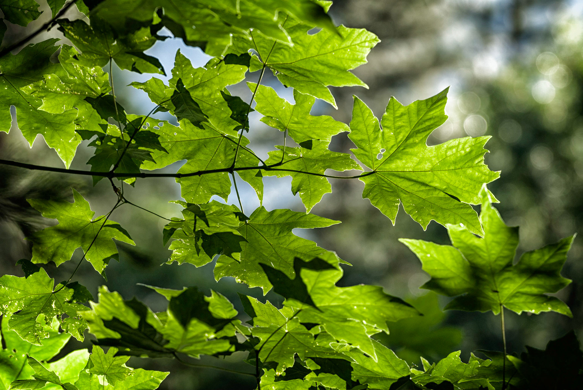 "Morning Green 2", near Pohono Bridge, Yosemite National Park, California