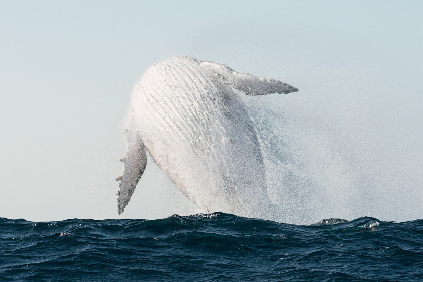 Breaching Humpback Whale, Port St Johns, Eastern Cape, South Africa