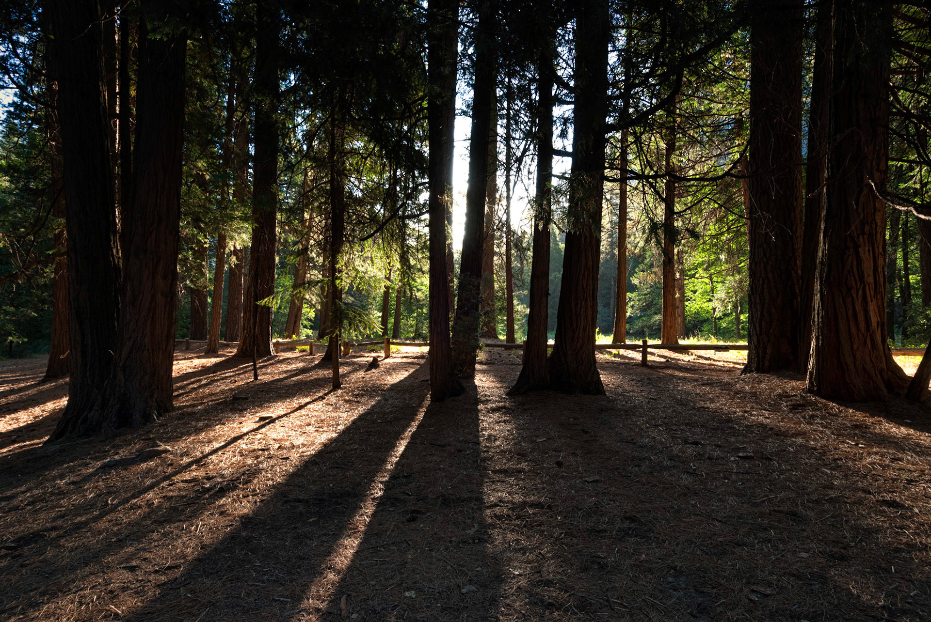 "Streaming Sunlight", along Northside Drive, Yosemite National Park, California