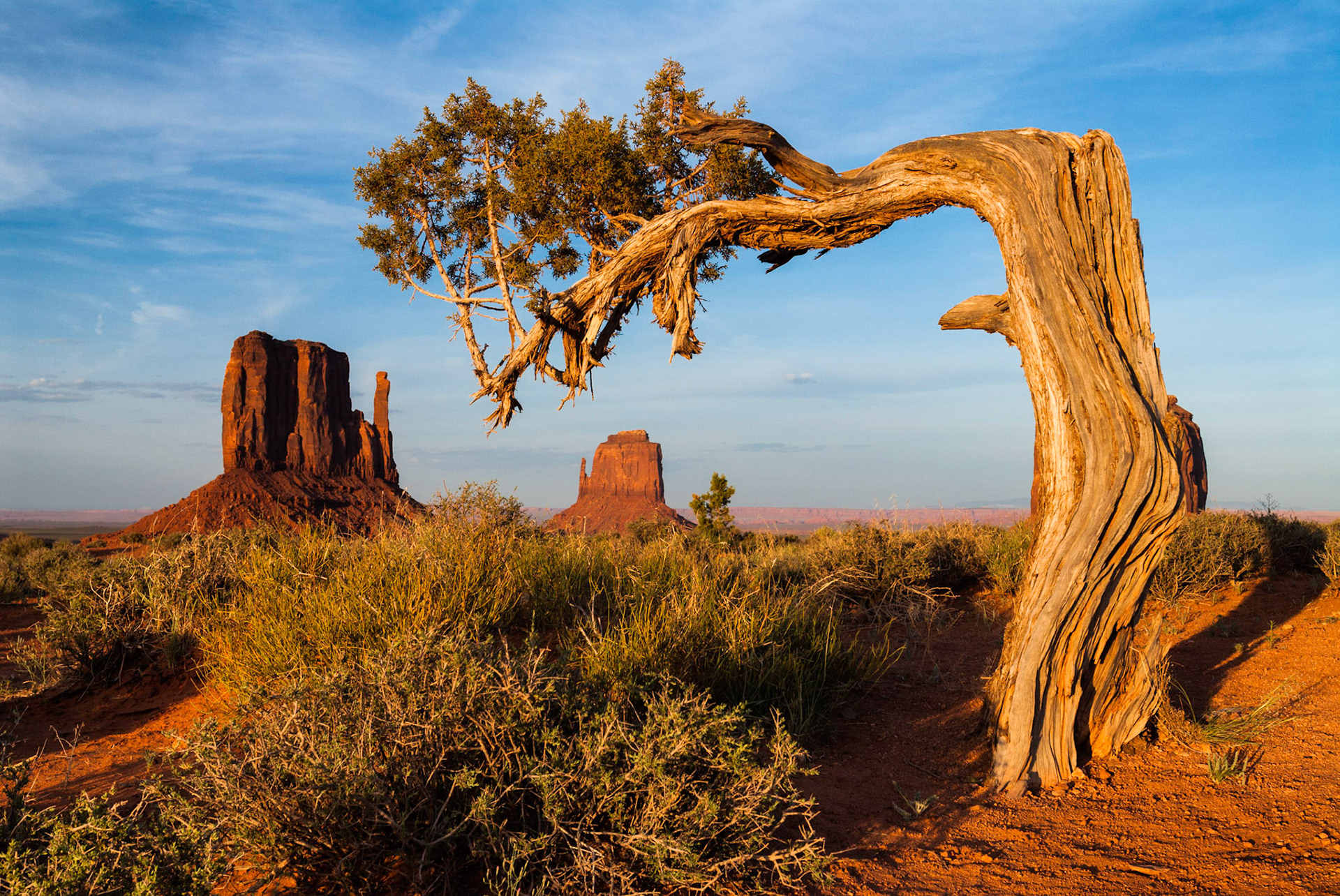 Juniper, Monument Valley, Arizona / Utah