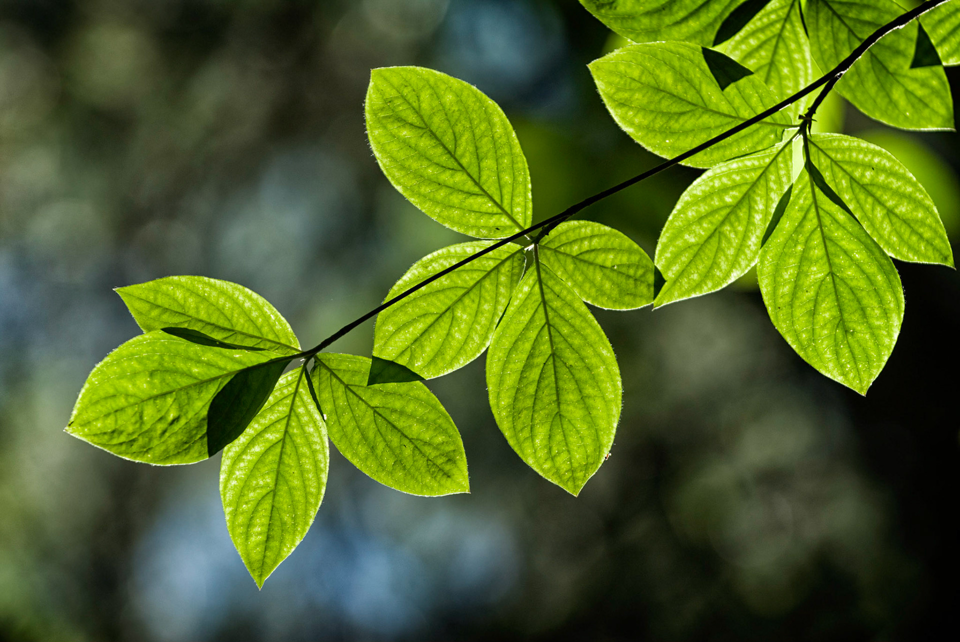 "Morning Green 1", near Pohono Bridge, Yosemite National Park, California