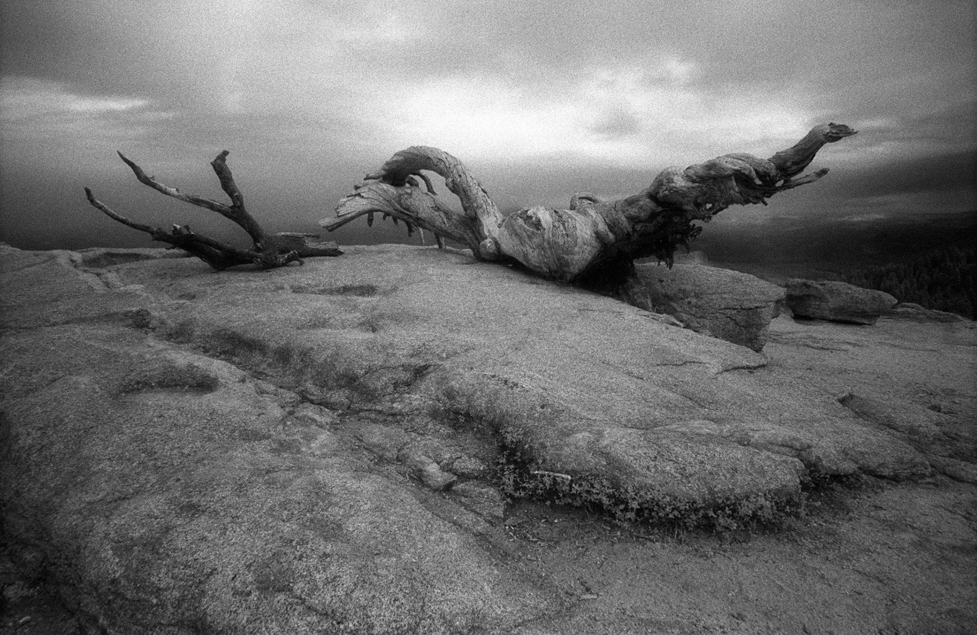Jeffrey Pine on Sentinel Dome (Infrared film), Yosemite National Park, California