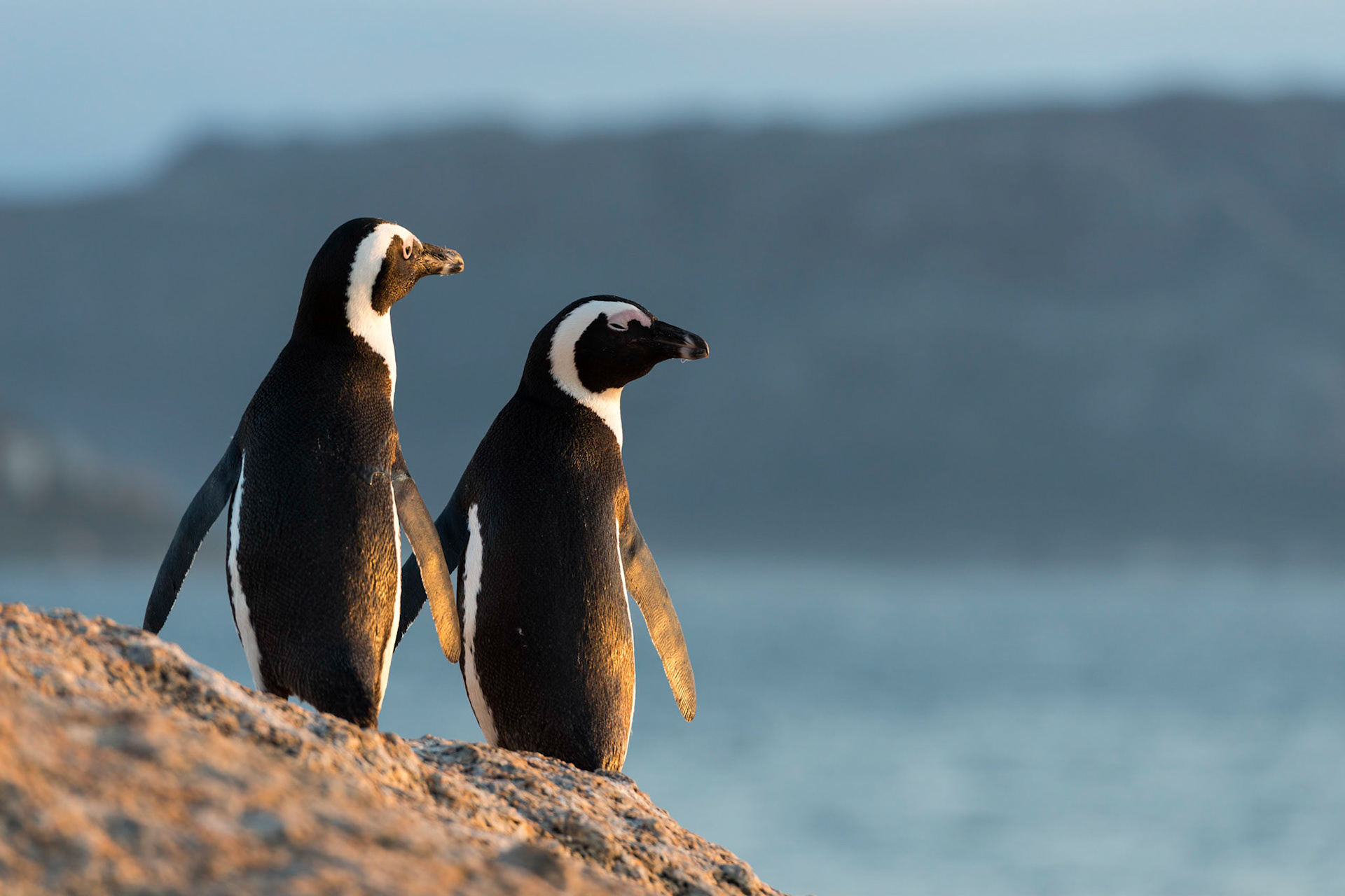 "Two By Two", Boulders Beach, Simon's Town, South Africa