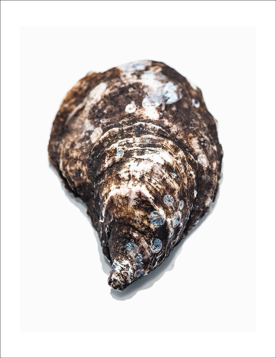 The outer Shell of BC Oyster. Rough and dark with specs of blue and a white patterned texture.