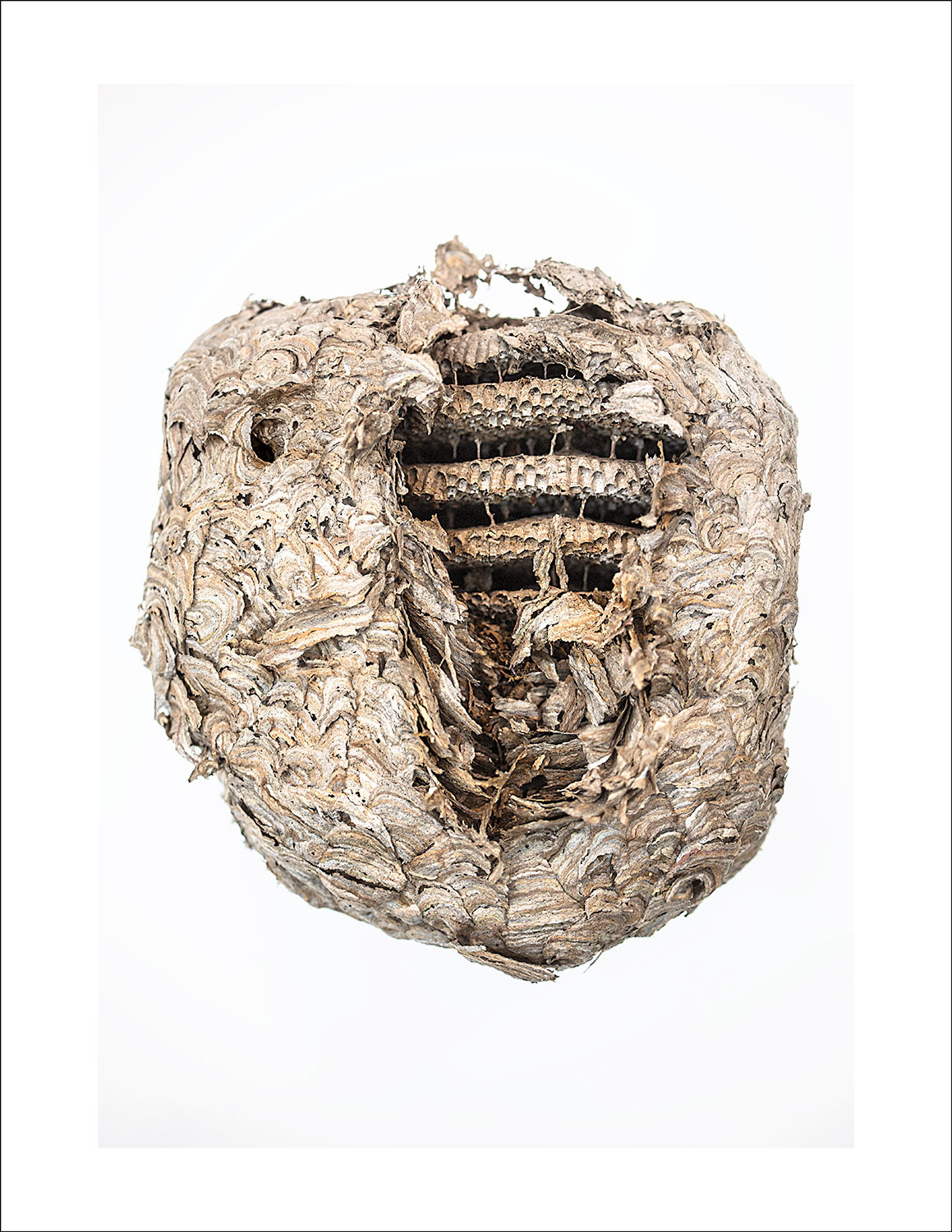 Broken open hornets nest from the 1980's. Found in a wall inside an Ontario home