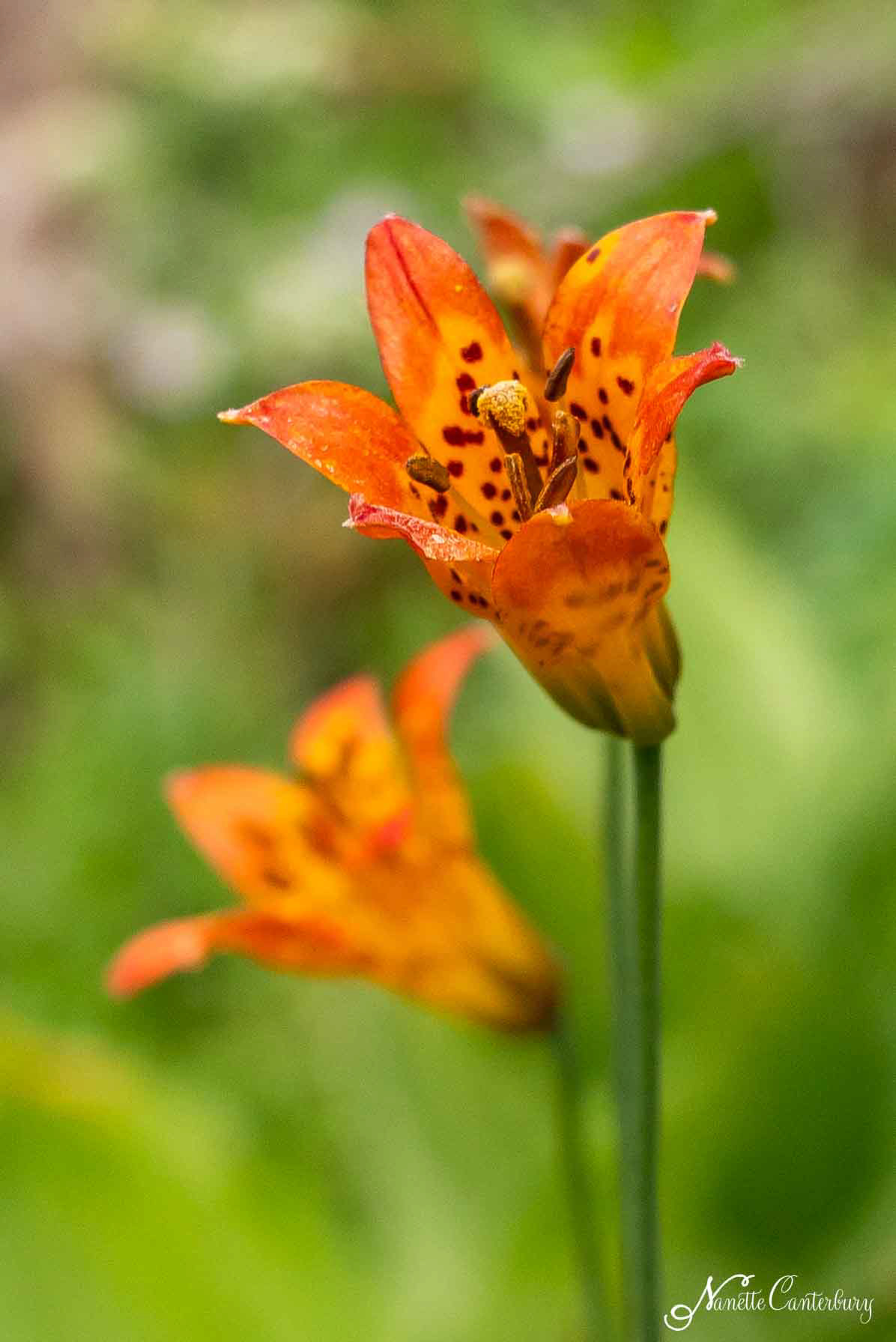 Tiger Lily
