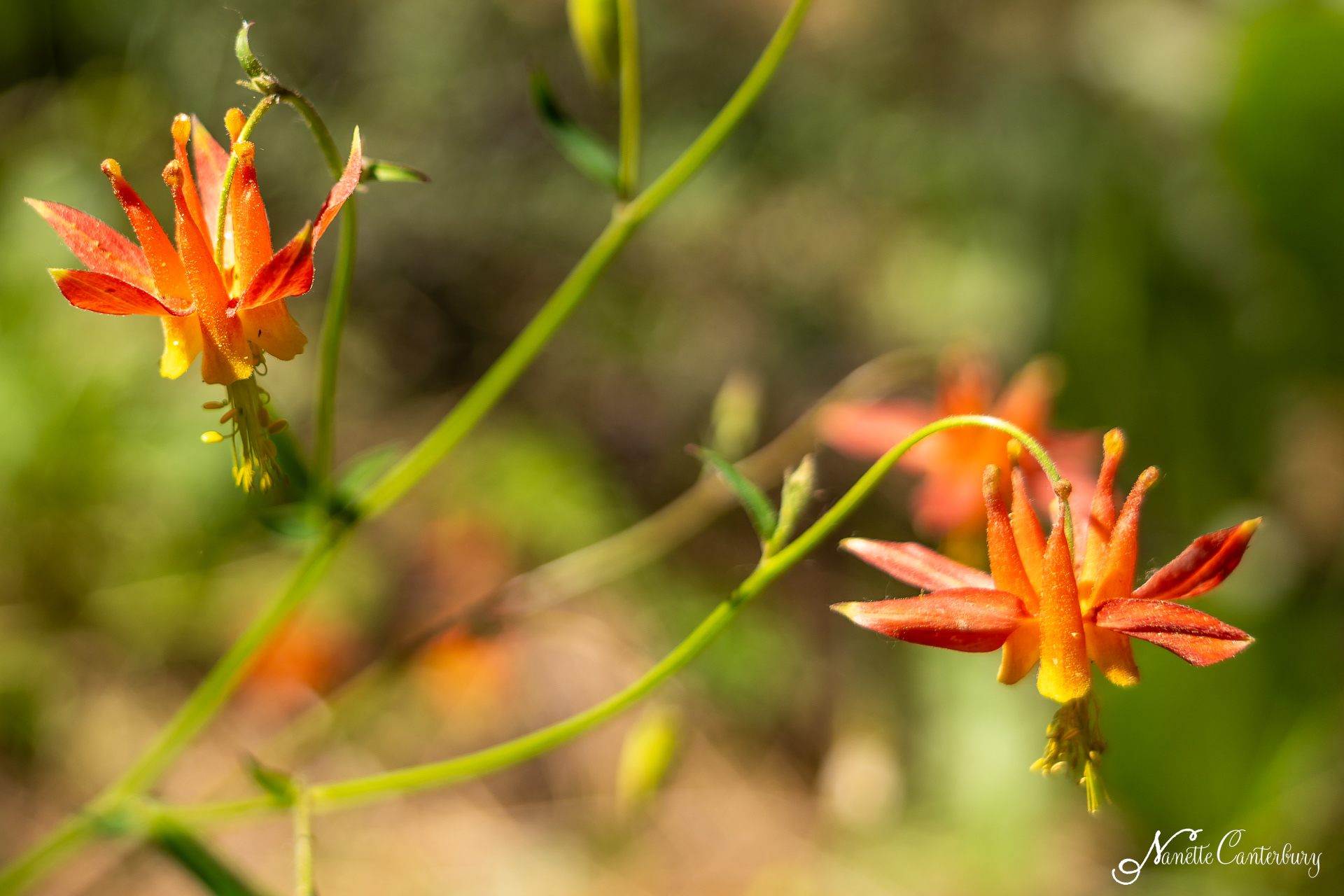 Columbine