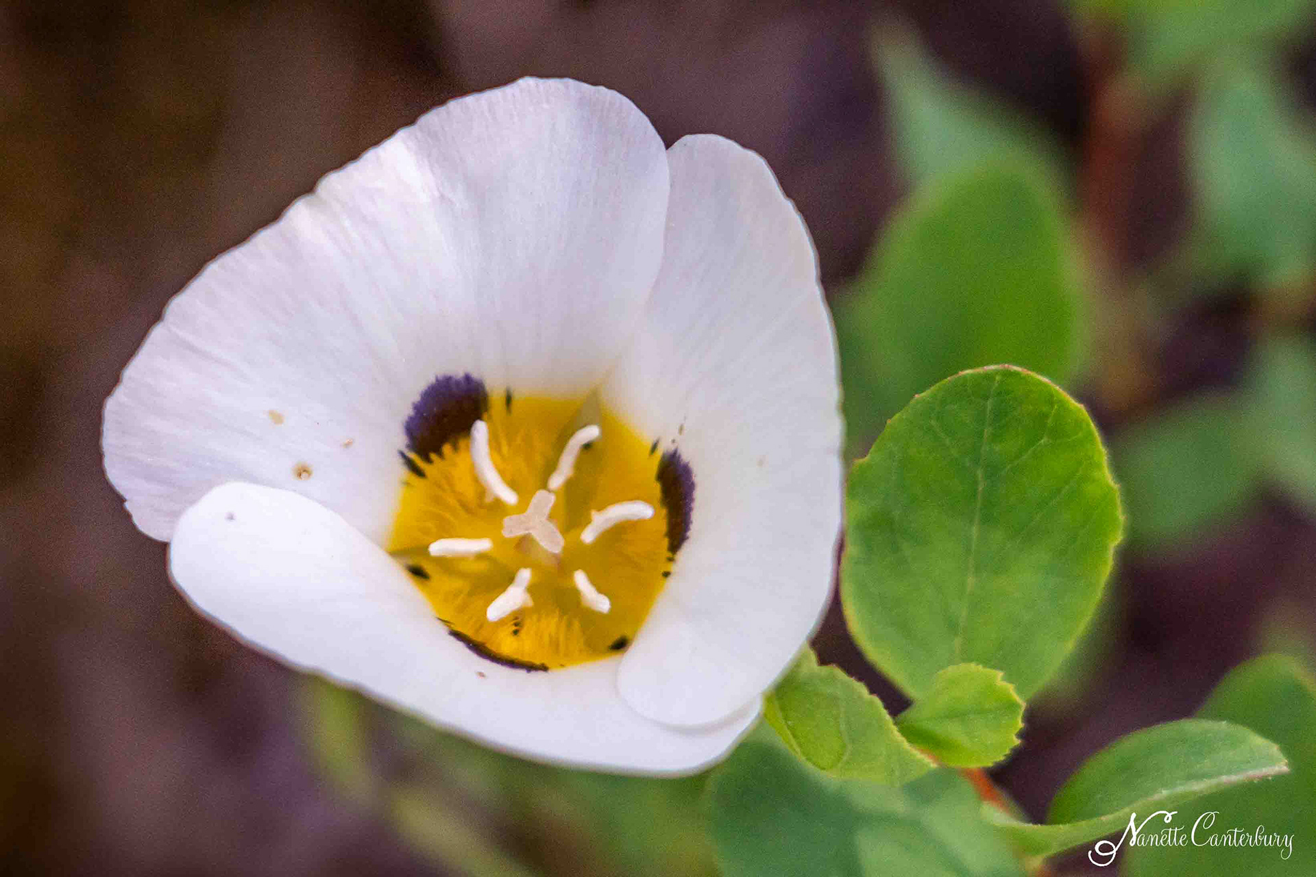 Mariposa Lily