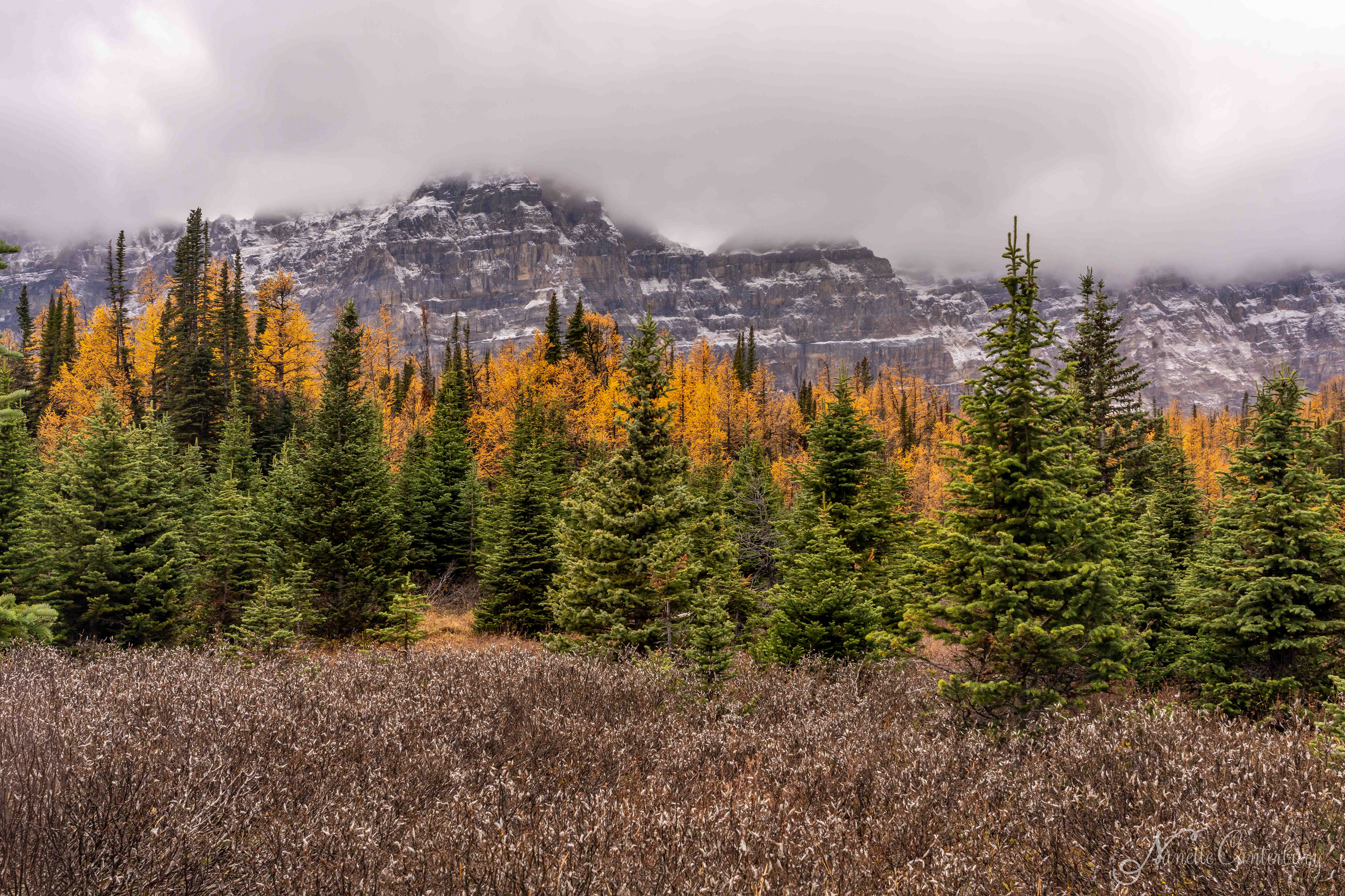 Larch Valley Trail