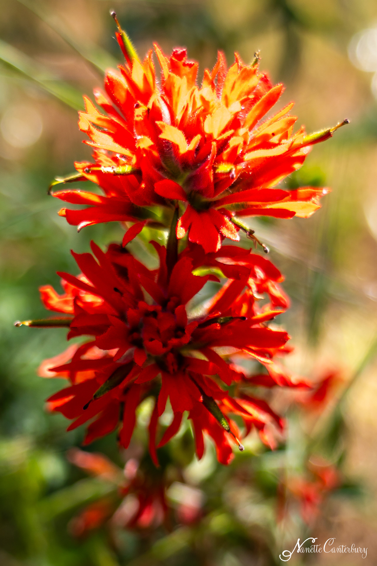 Paintbrush