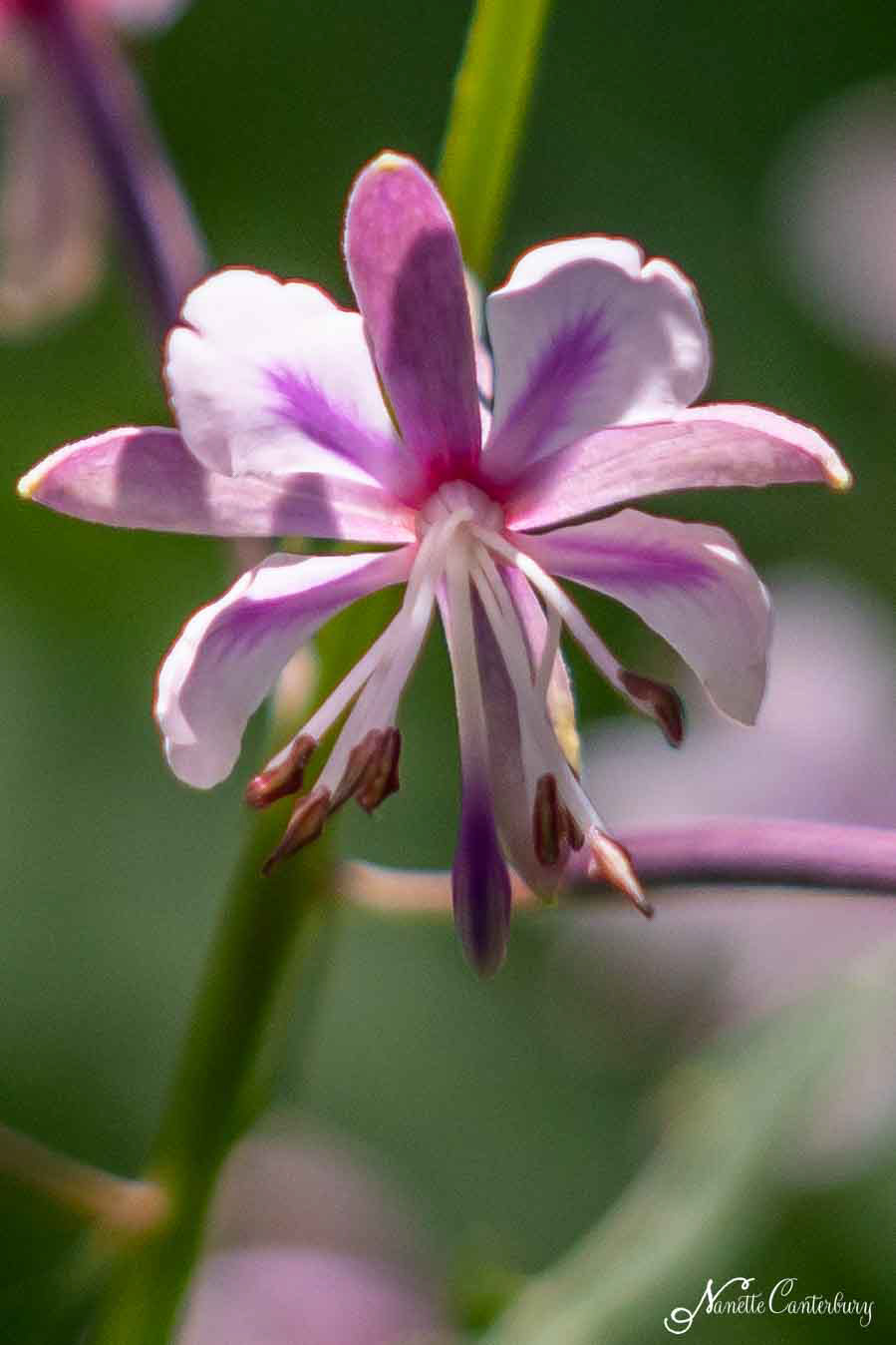 Fireweed