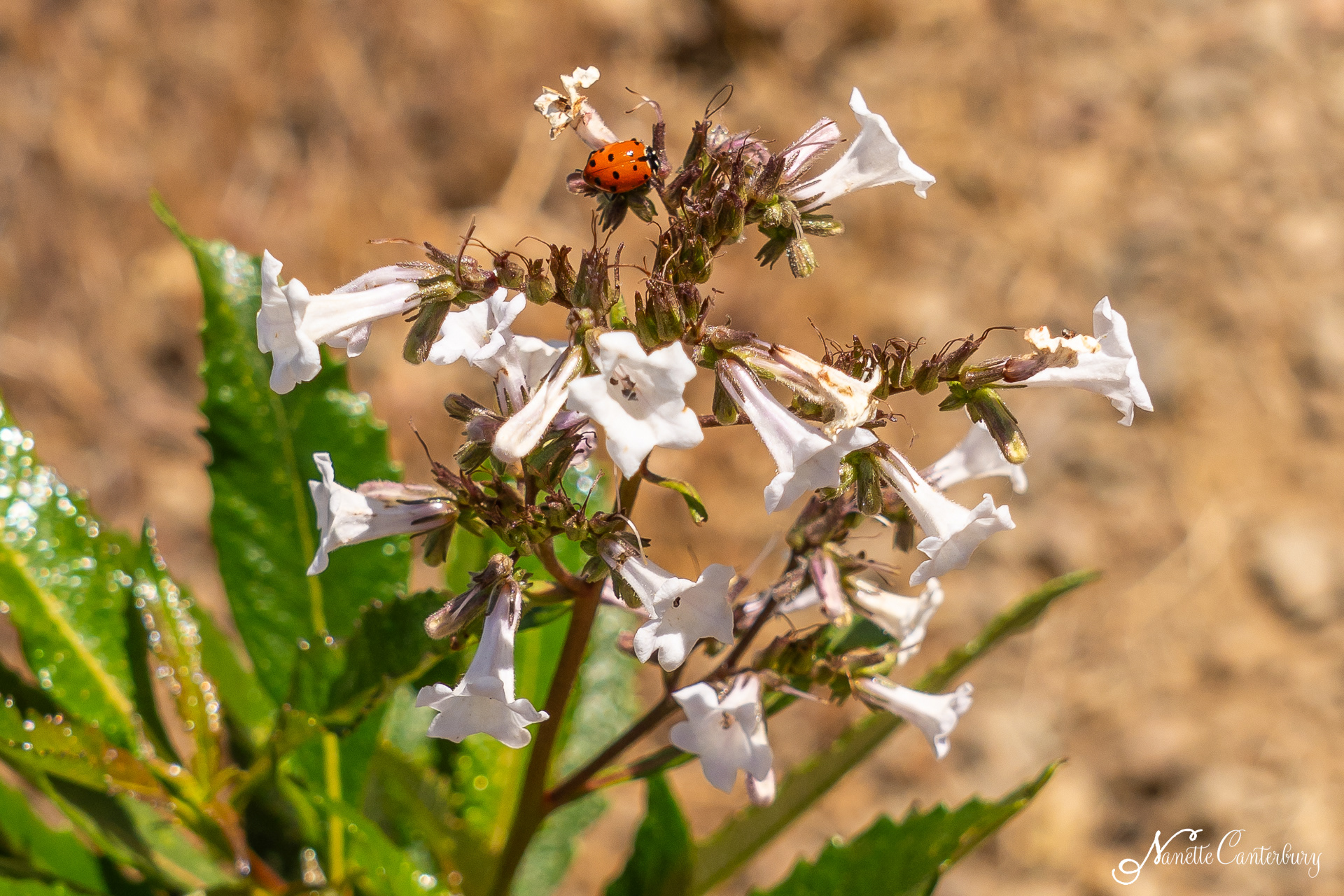 California Yerba Santa