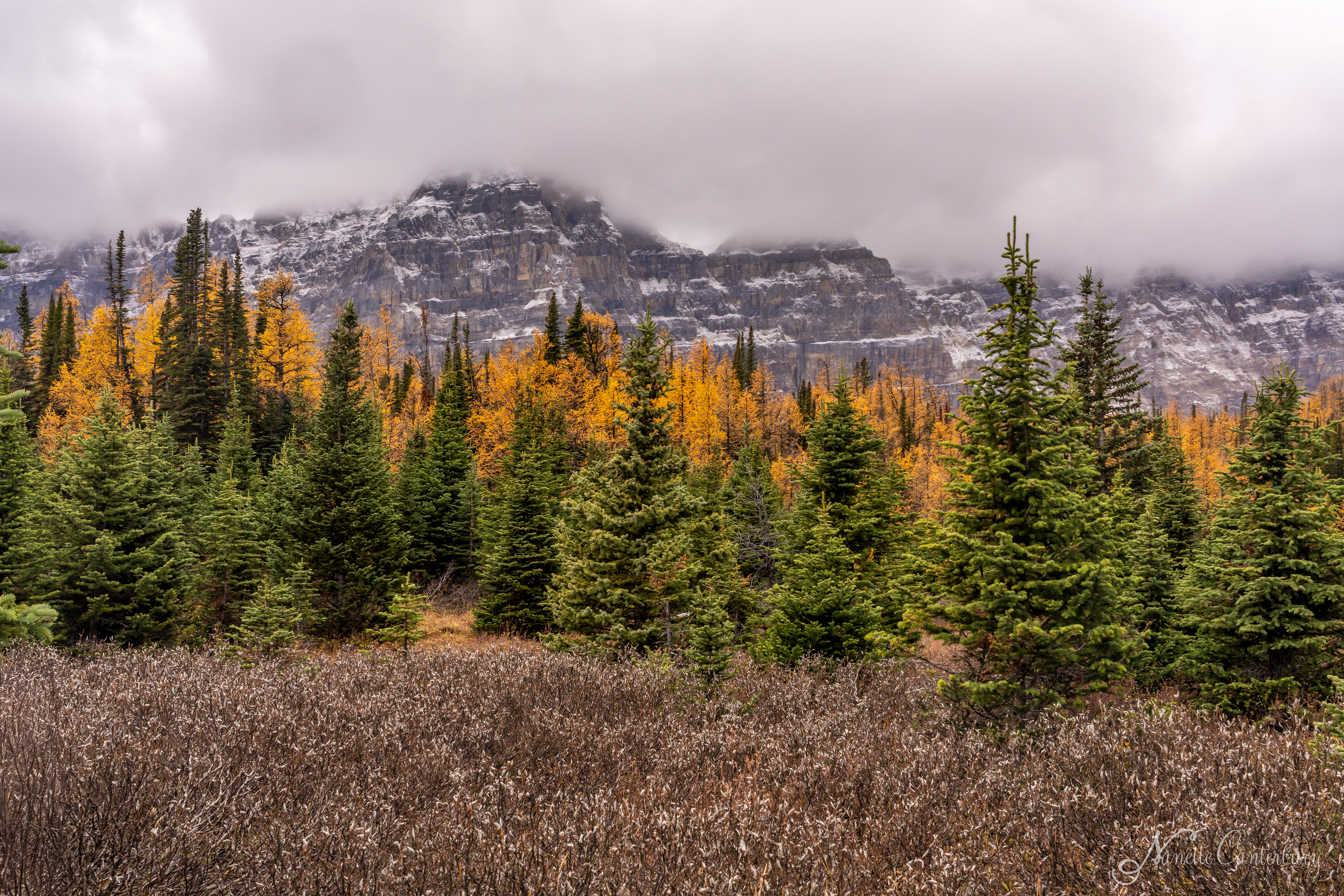 Larch Valley Trail